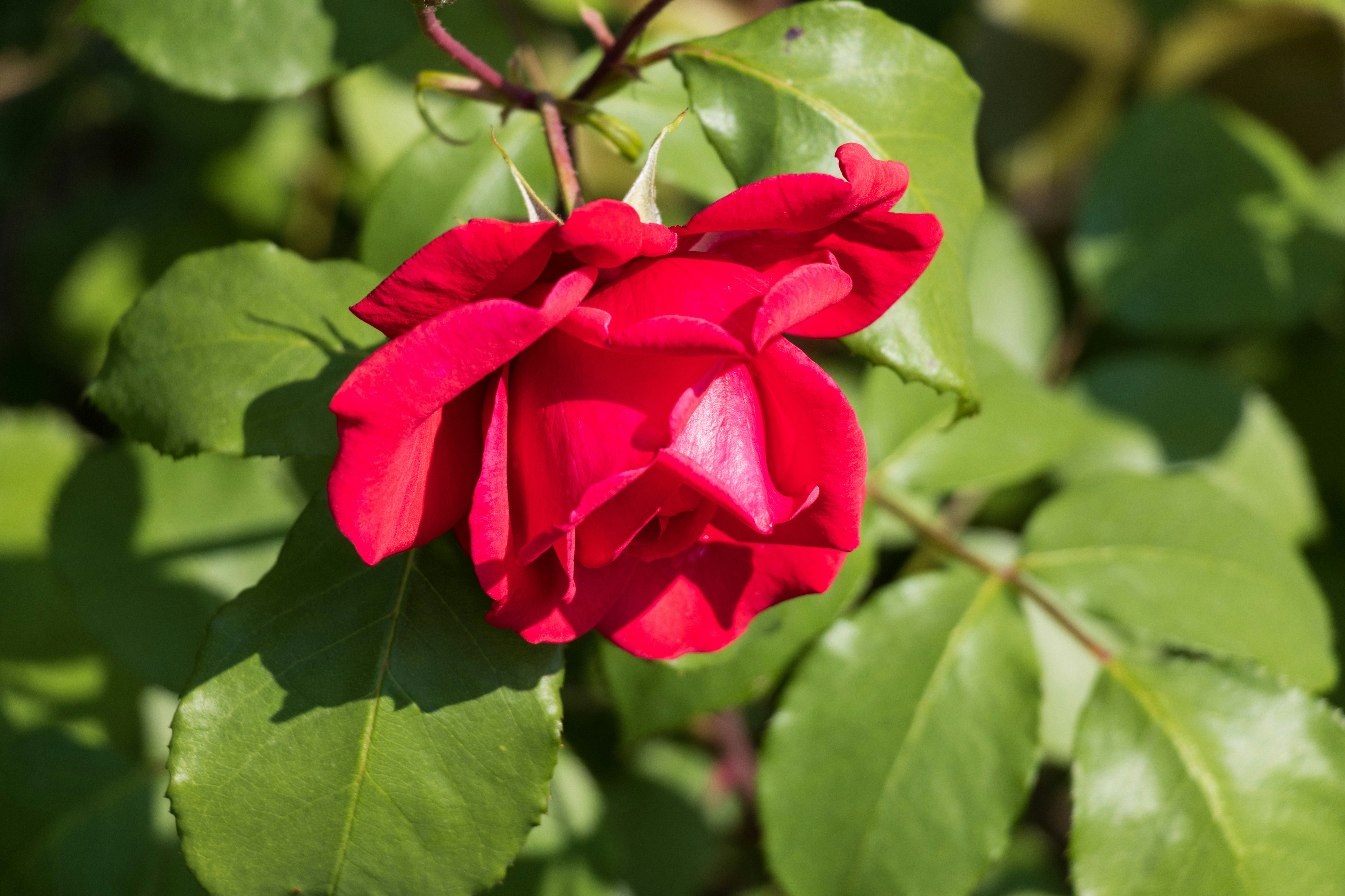 Photo by mechaowlstudios