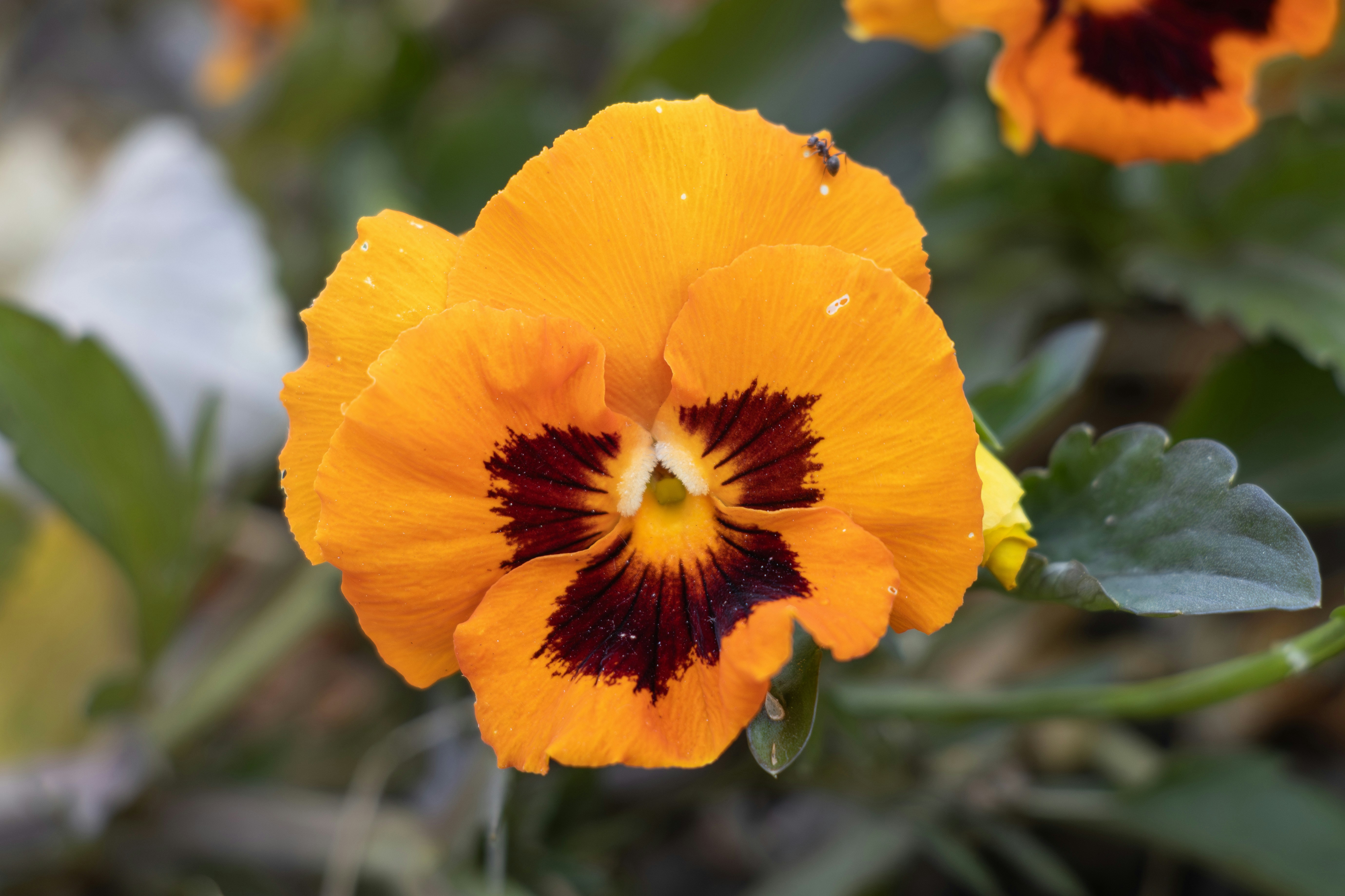 Photo by mechaowlstudios