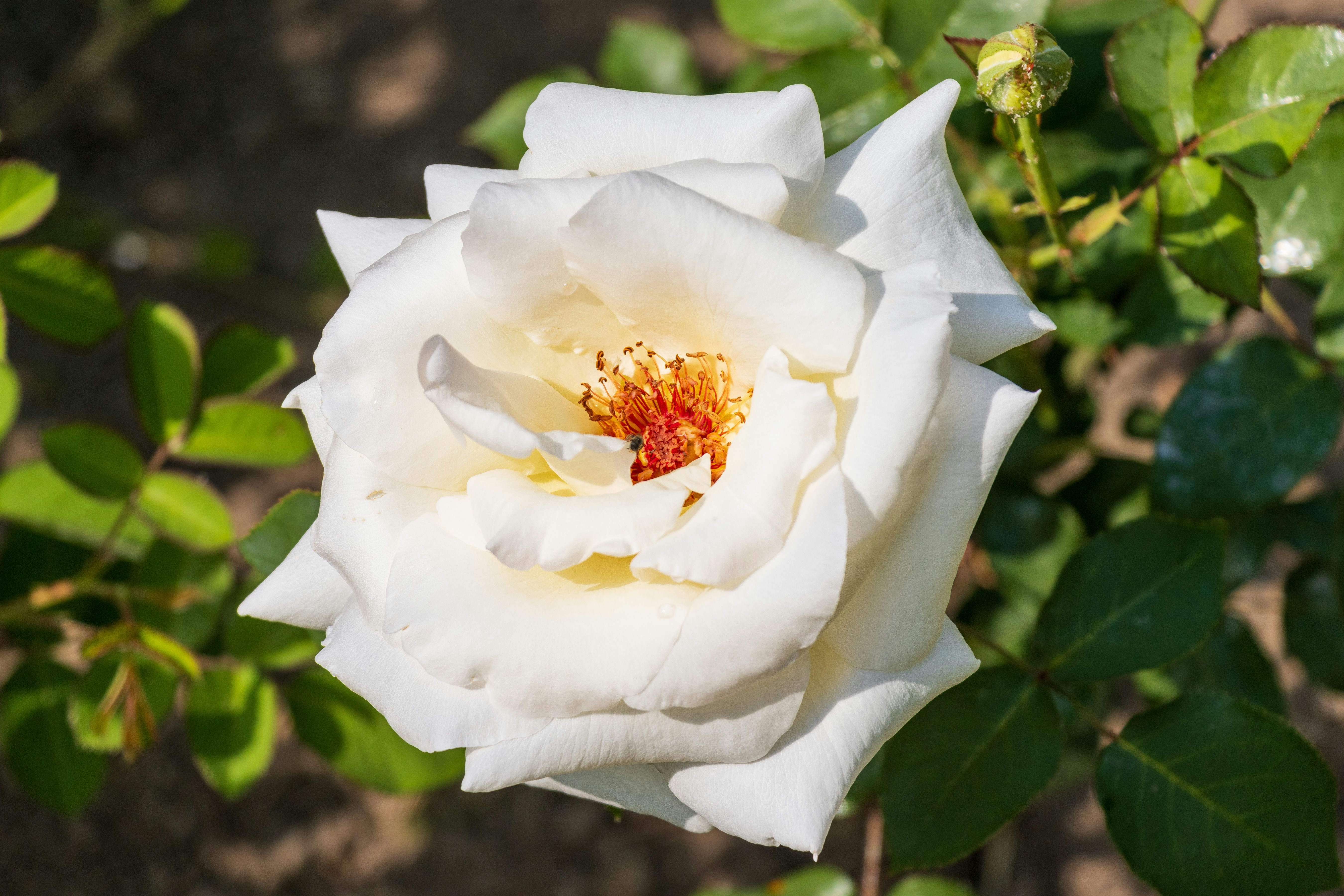 Photo by mechaowlstudios