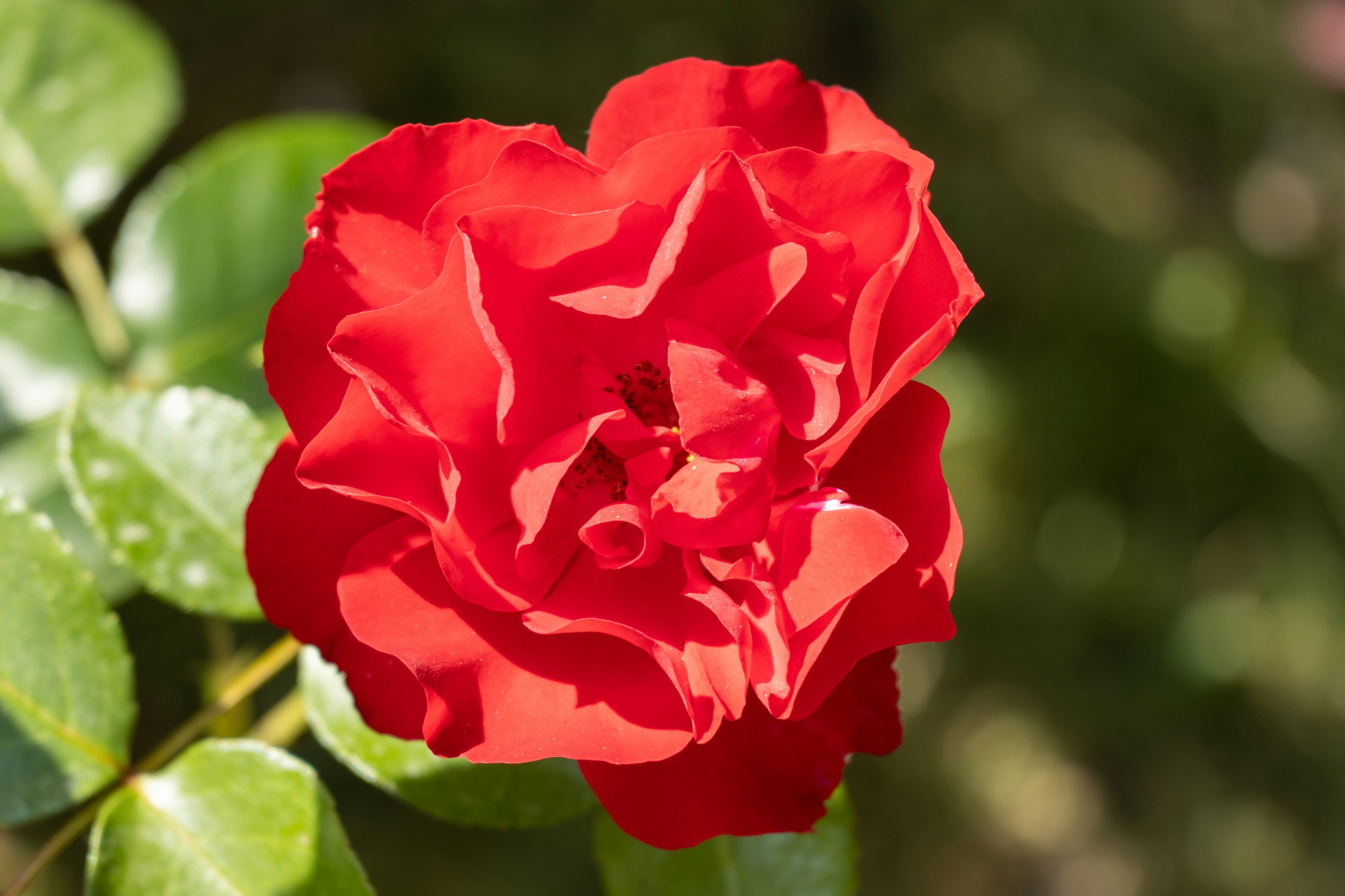 Photo by mechaowlstudios