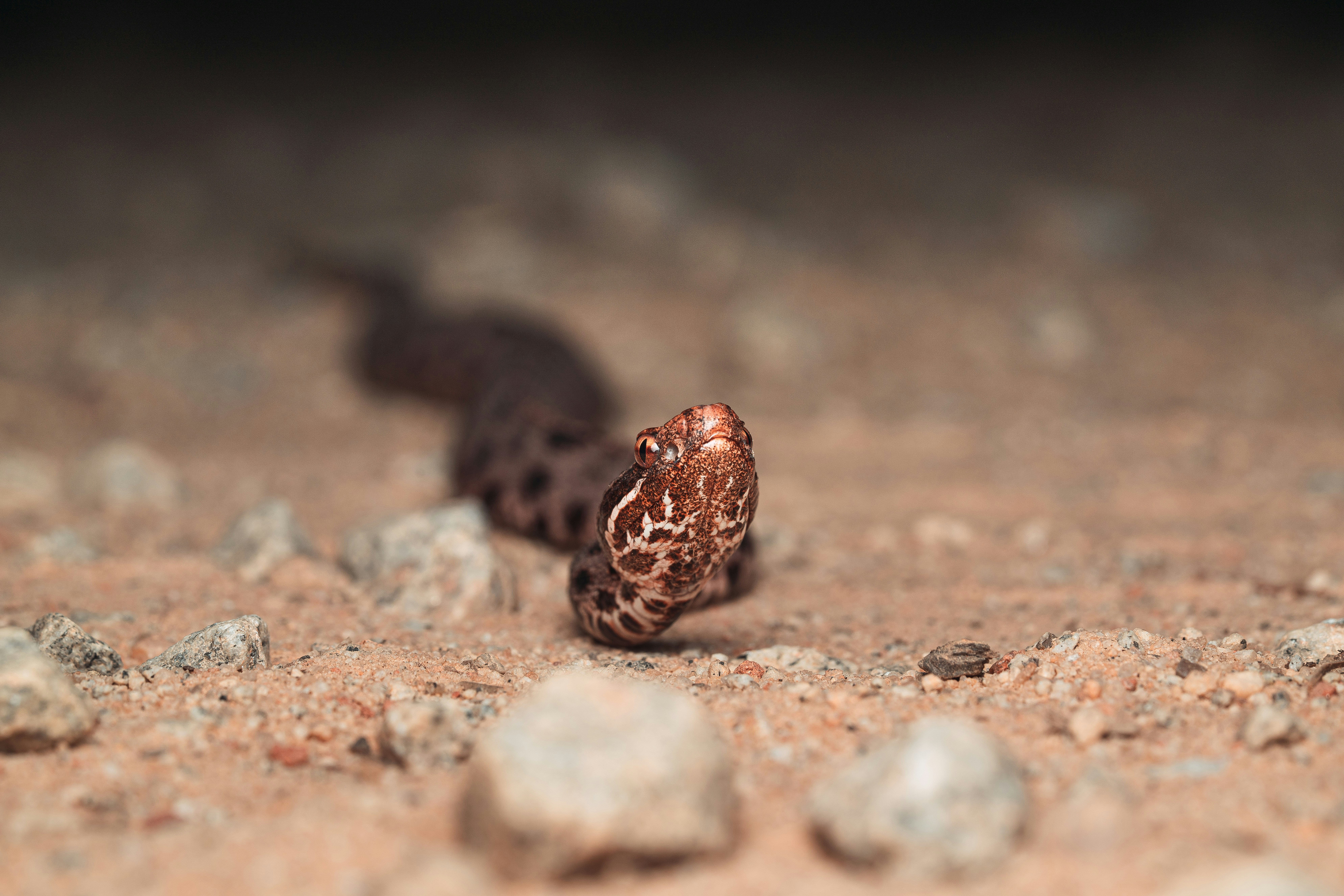 The Coevolution Arms Race with Prey Species (image credits: unsplash)