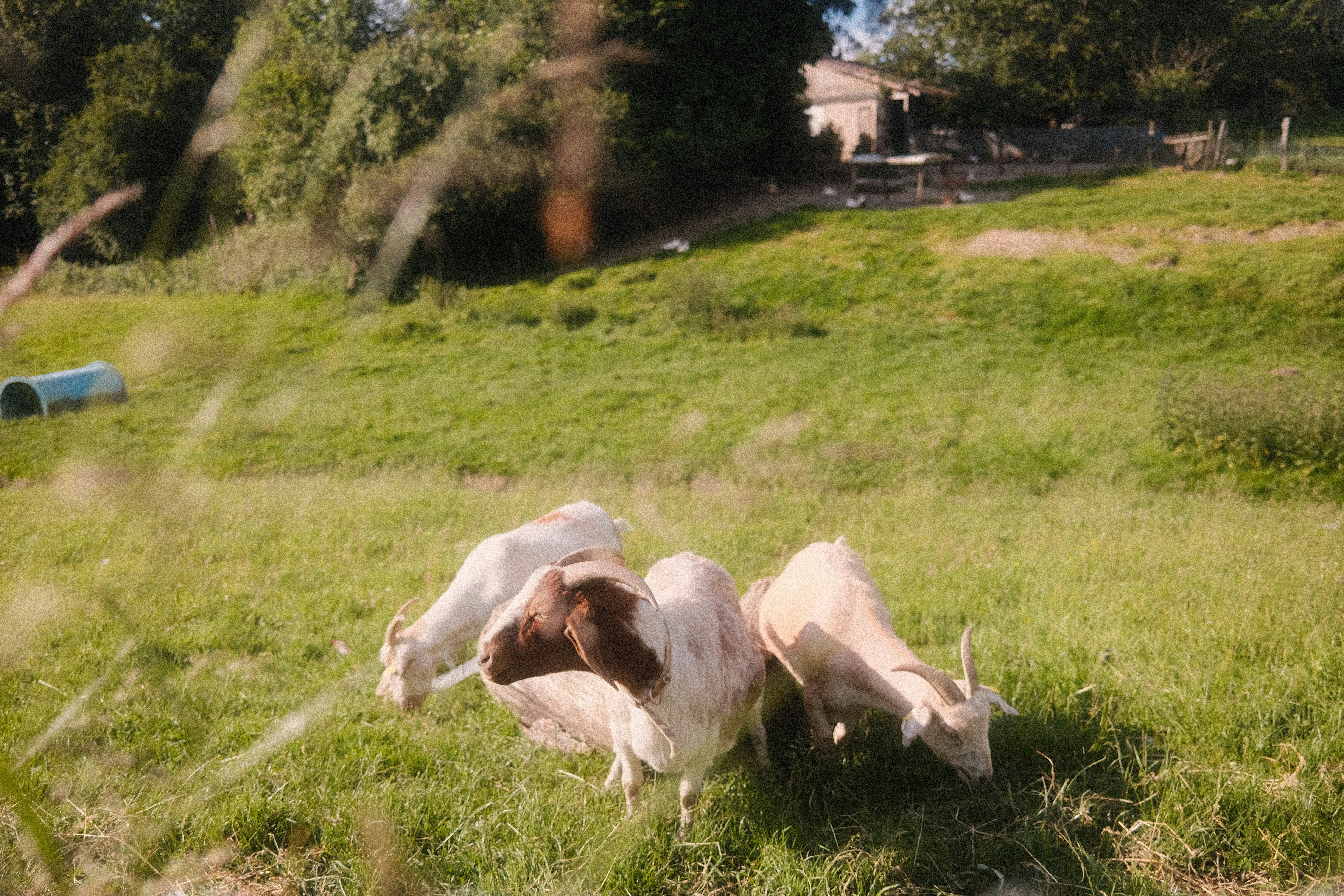 Ein braun-weißer Hund, der auf einer saftig grünen Wiese liegt