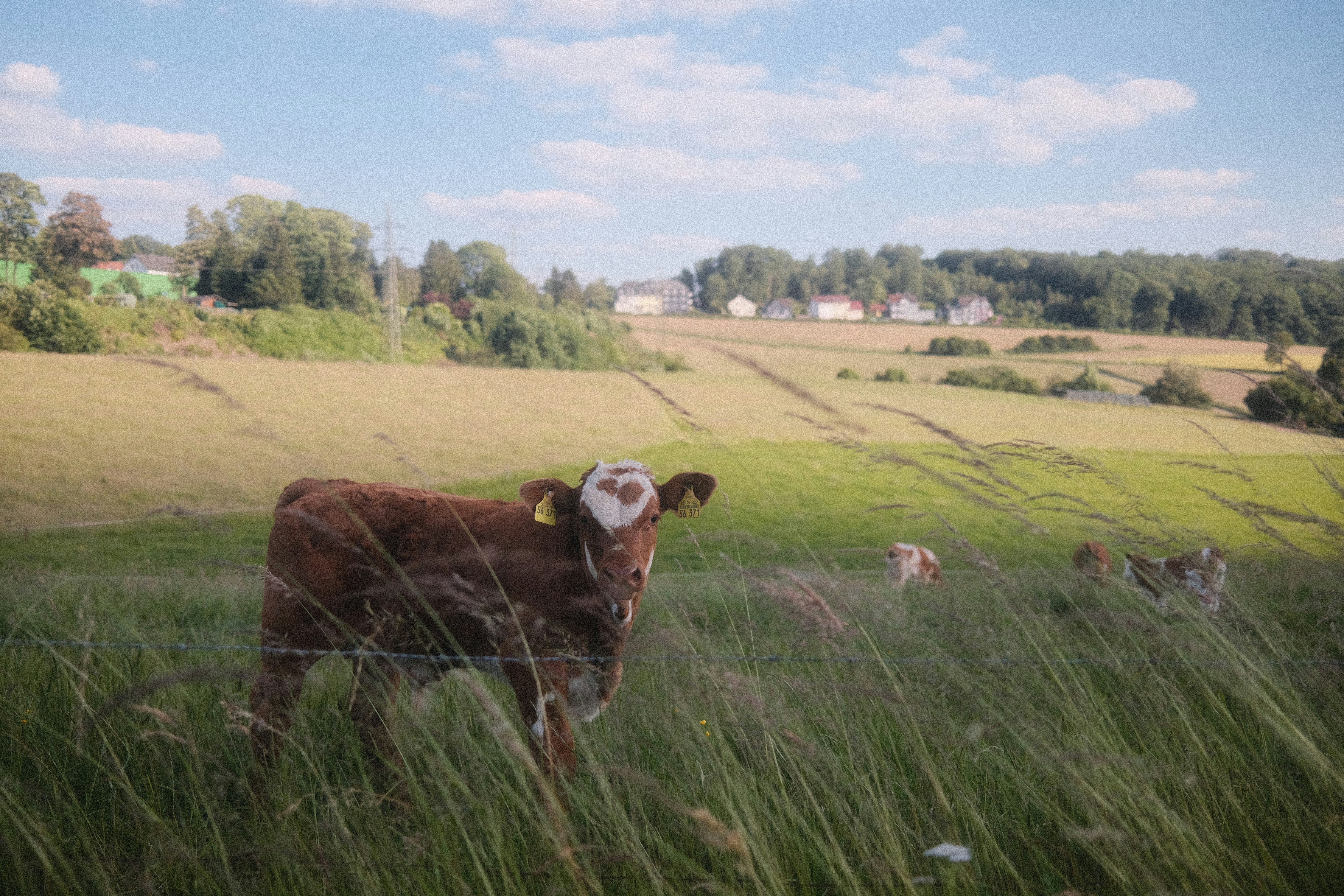 Eine braune Kuh, die auf einer saftig grünen Wiese steht