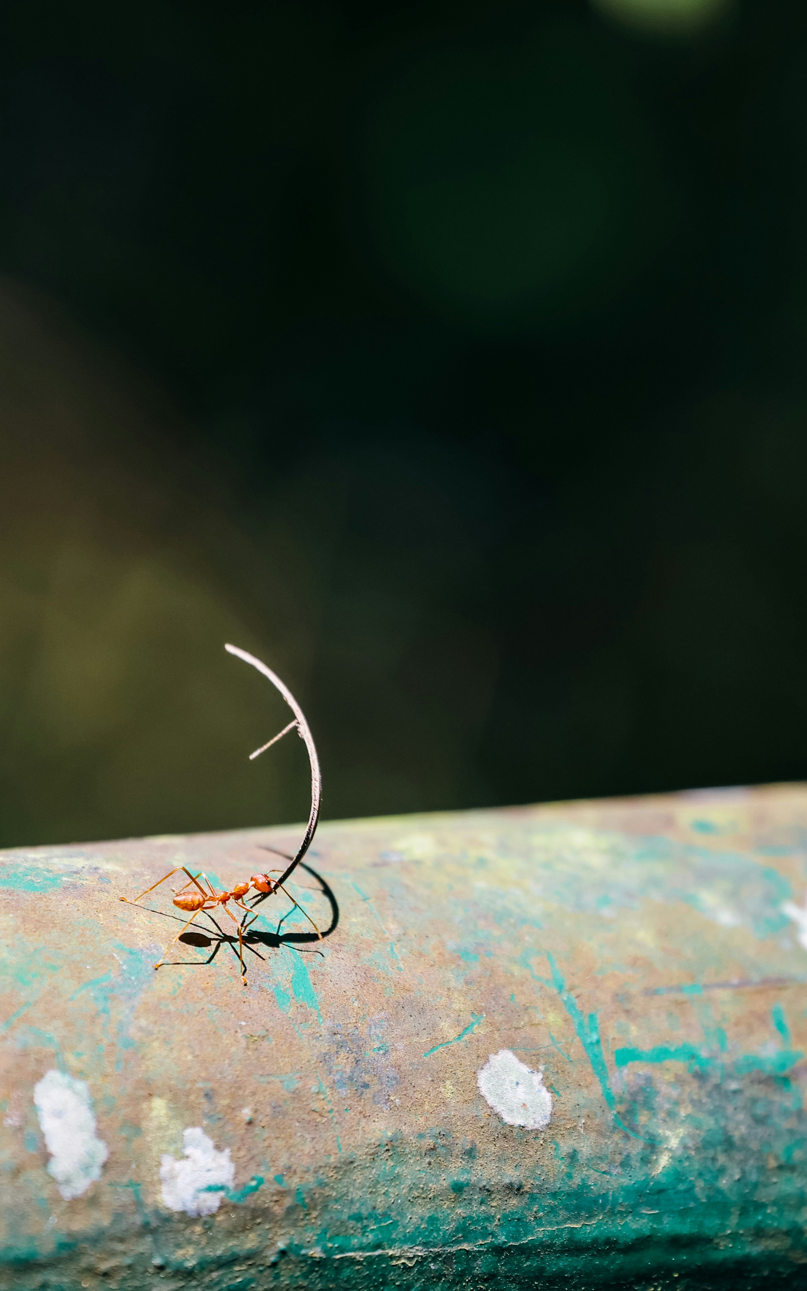 Photo by dickenslin76