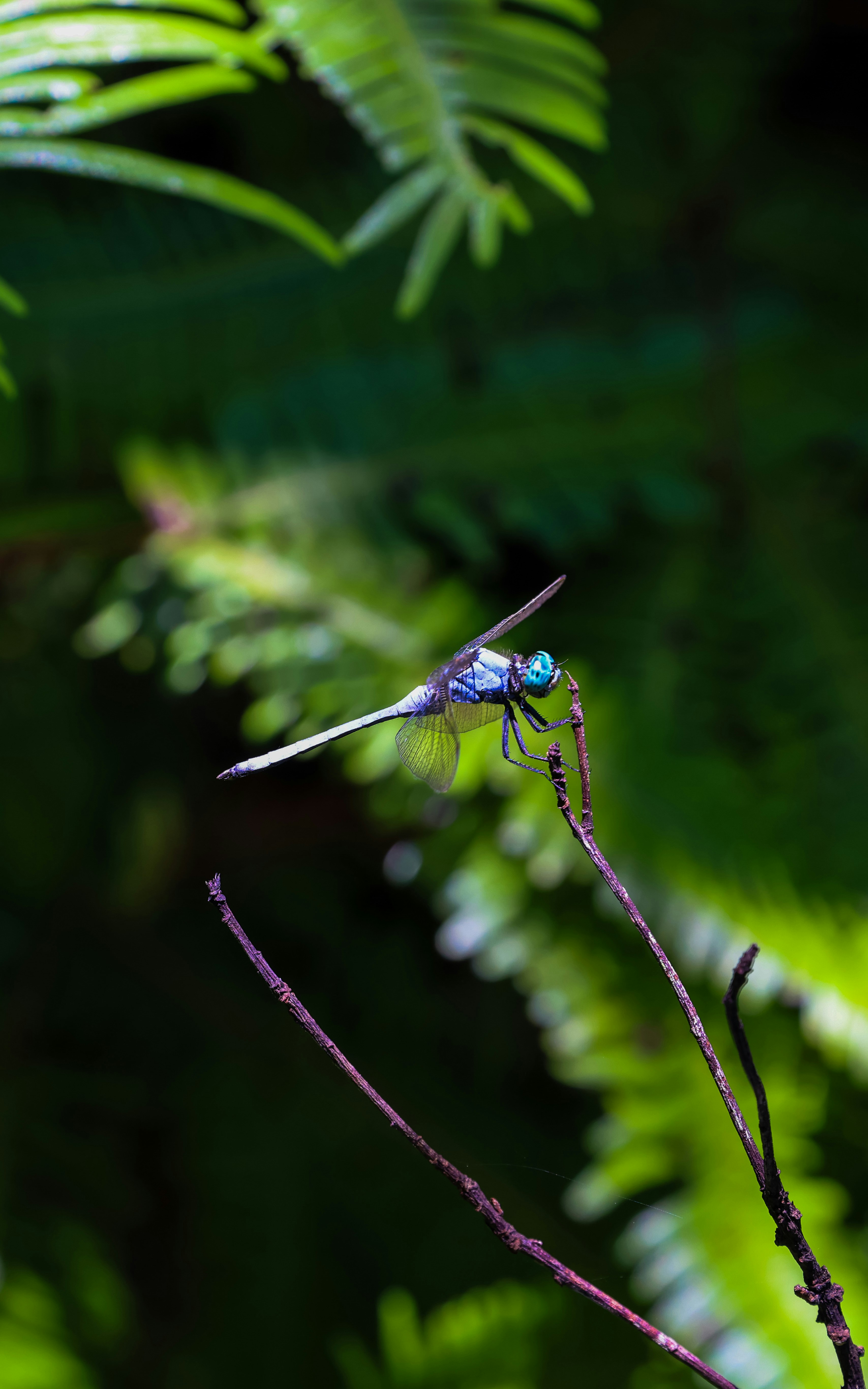 Photo by dickenslin76