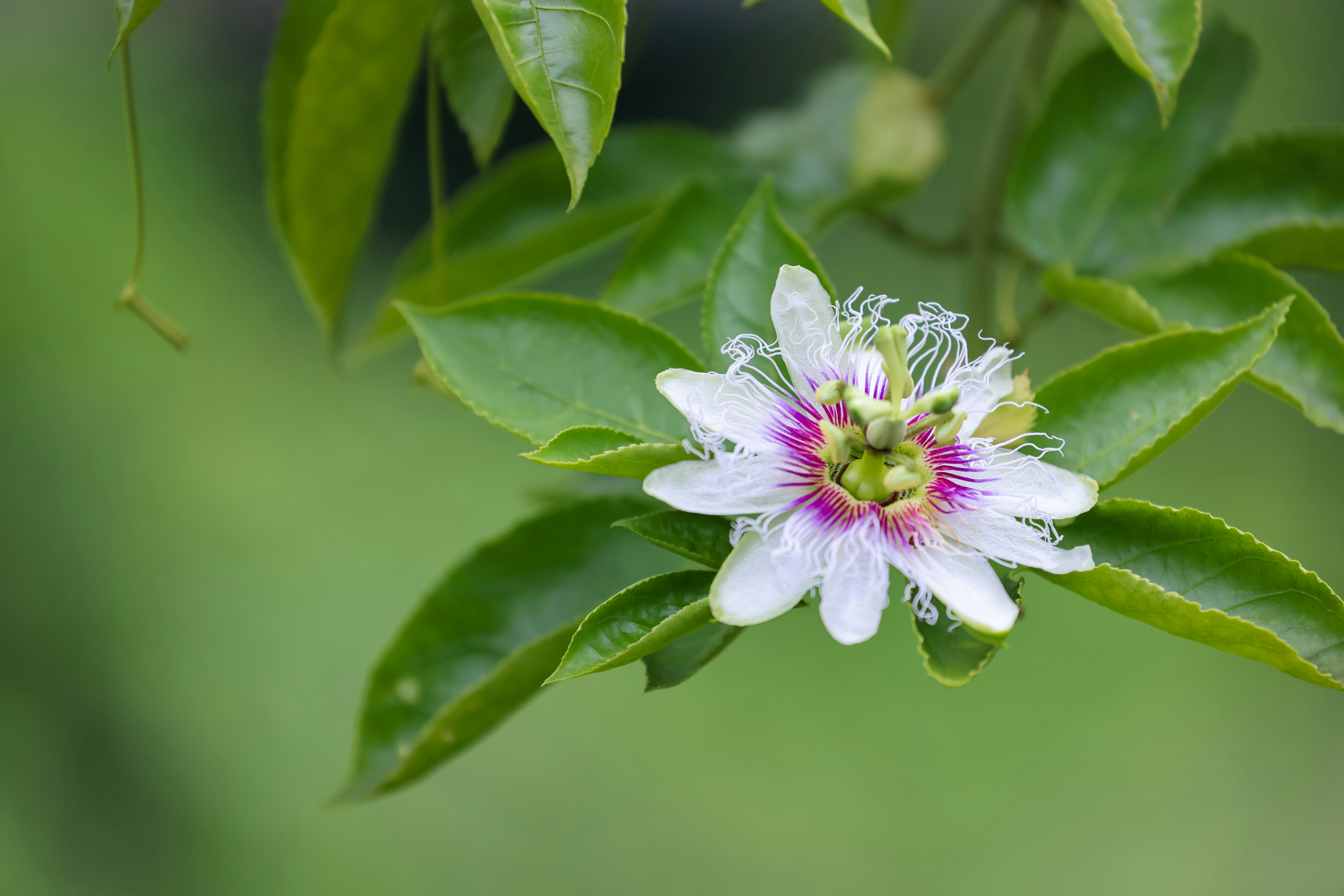 Photo by dickenslin76