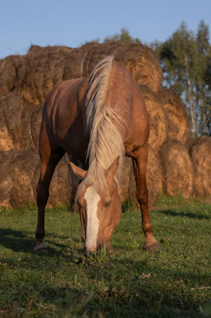 A horse grazing in a field next to a pile of hay