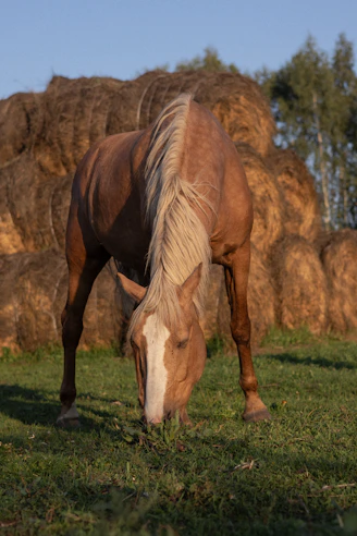 A horse grazing in a field next to a pile of hay