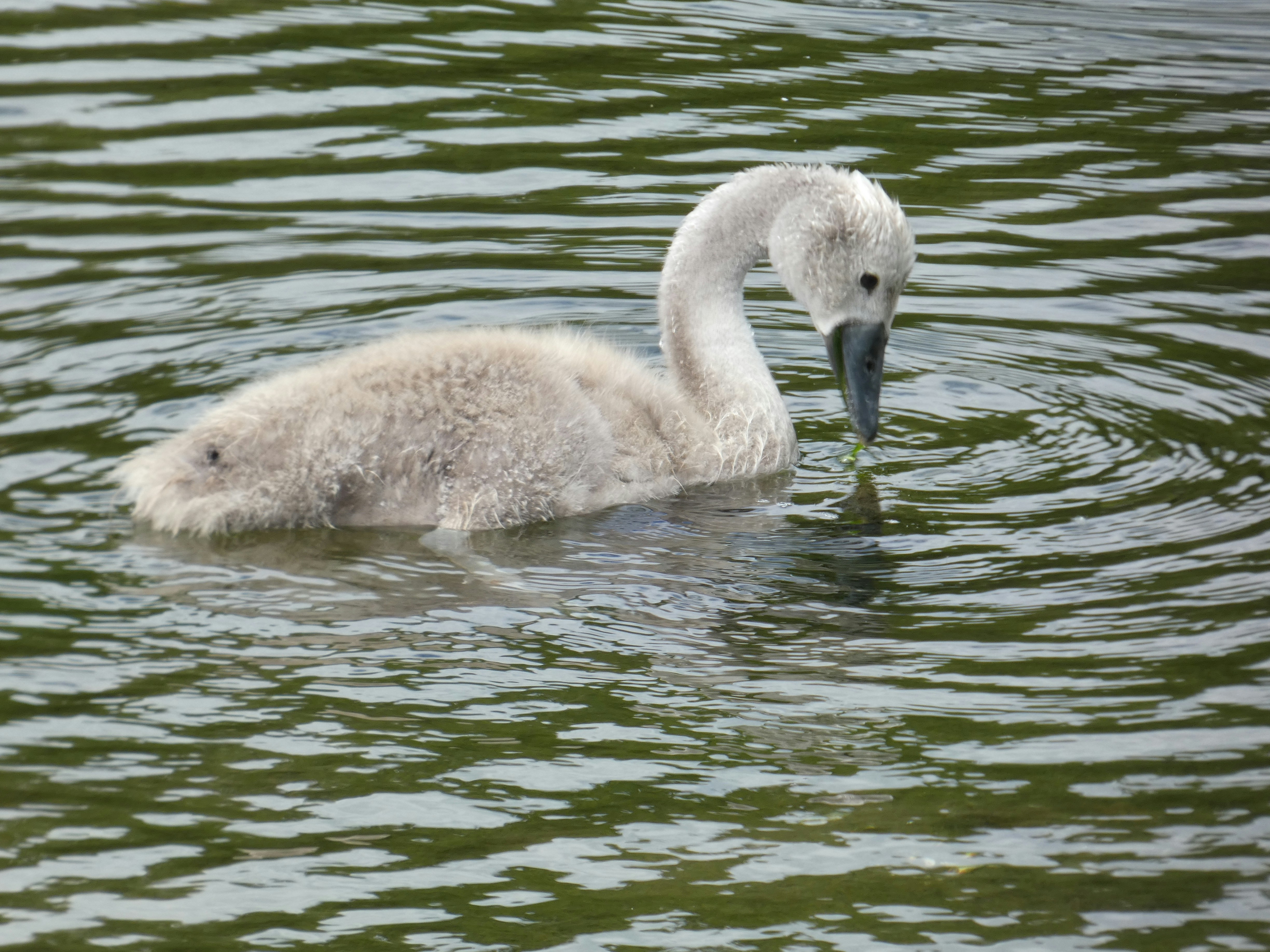 A baby swan is swimming in the water