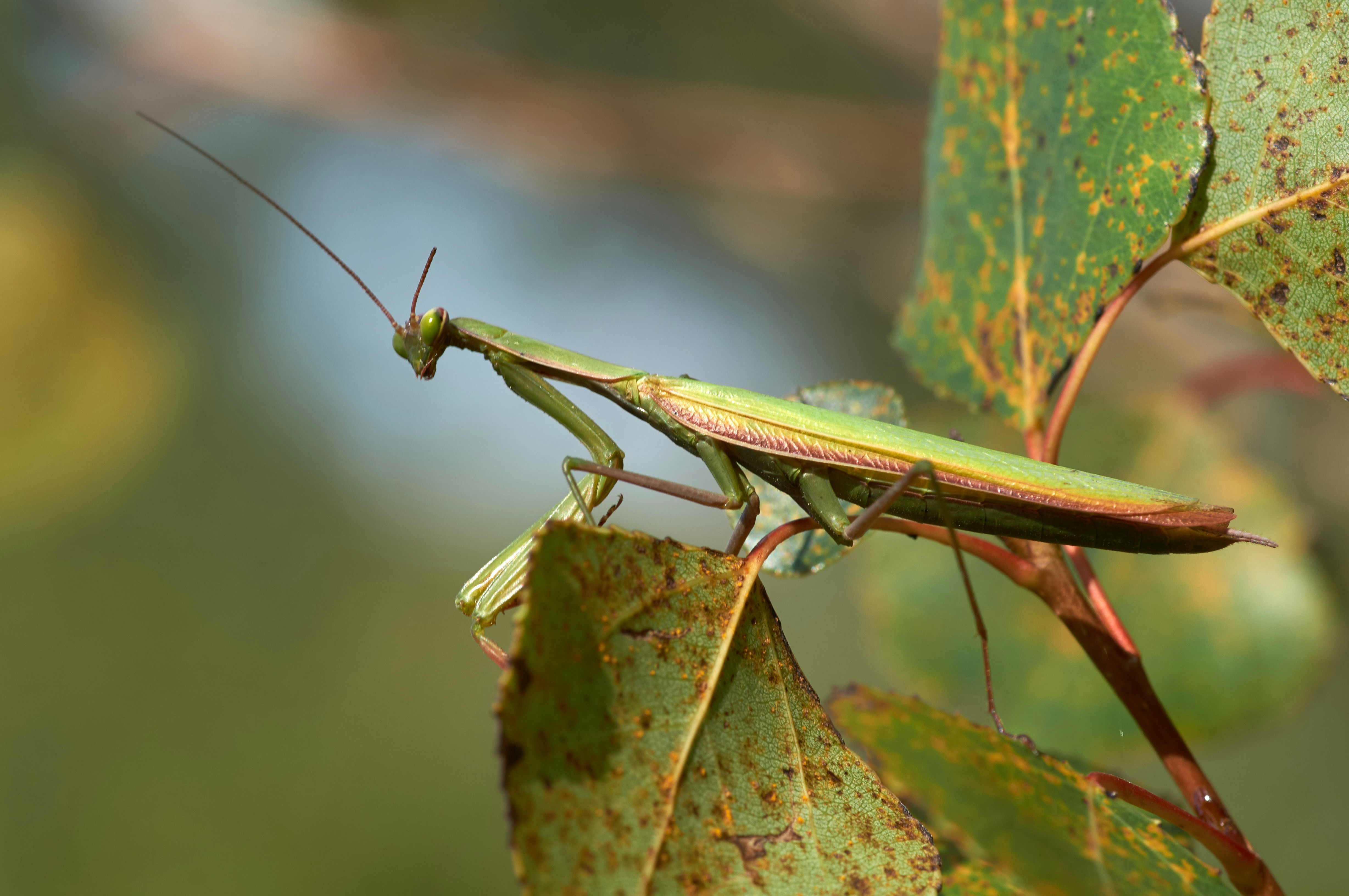 Photo by wolfgang_hasselmann