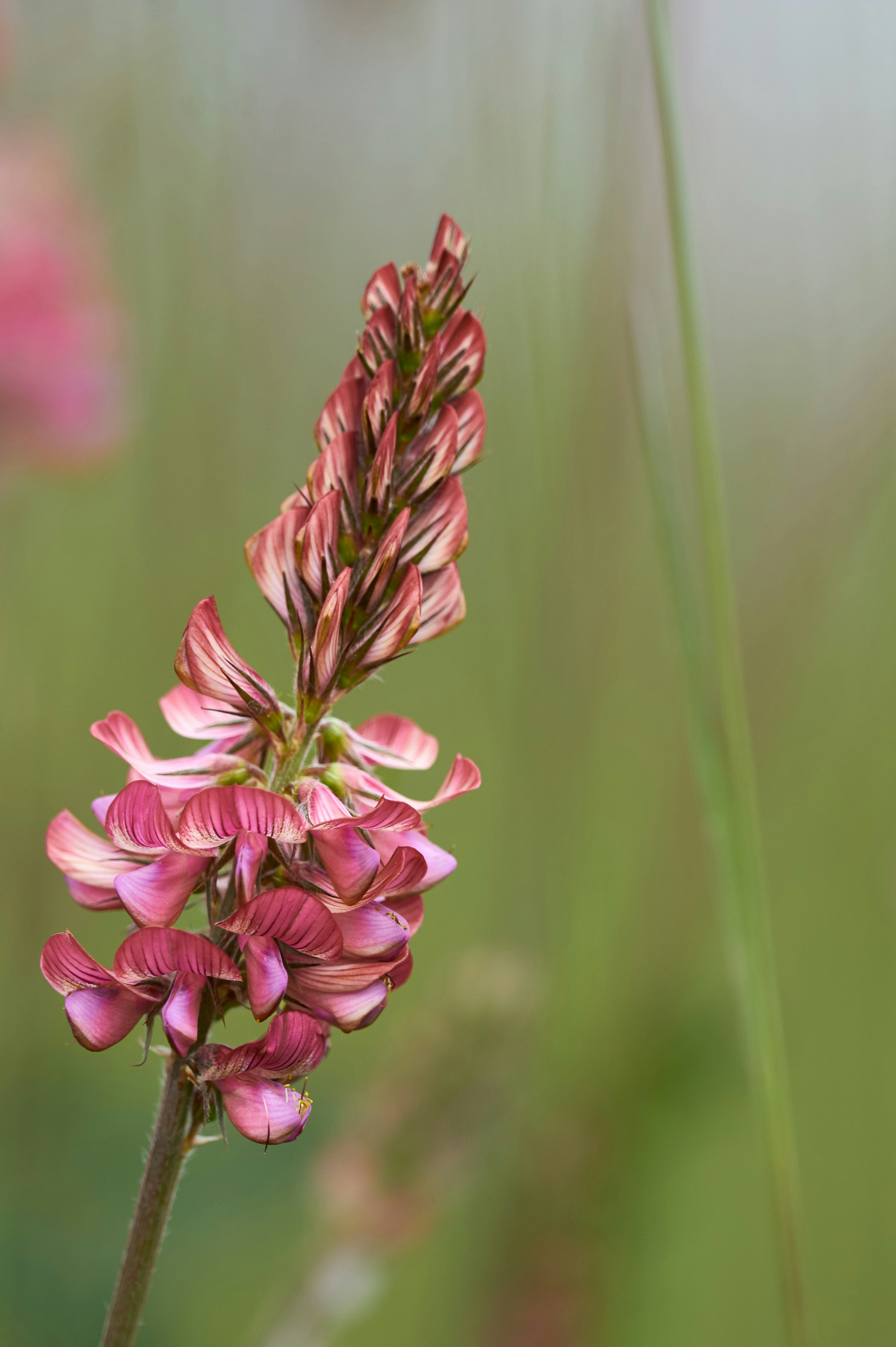 Photo by wolfgang_hasselmann