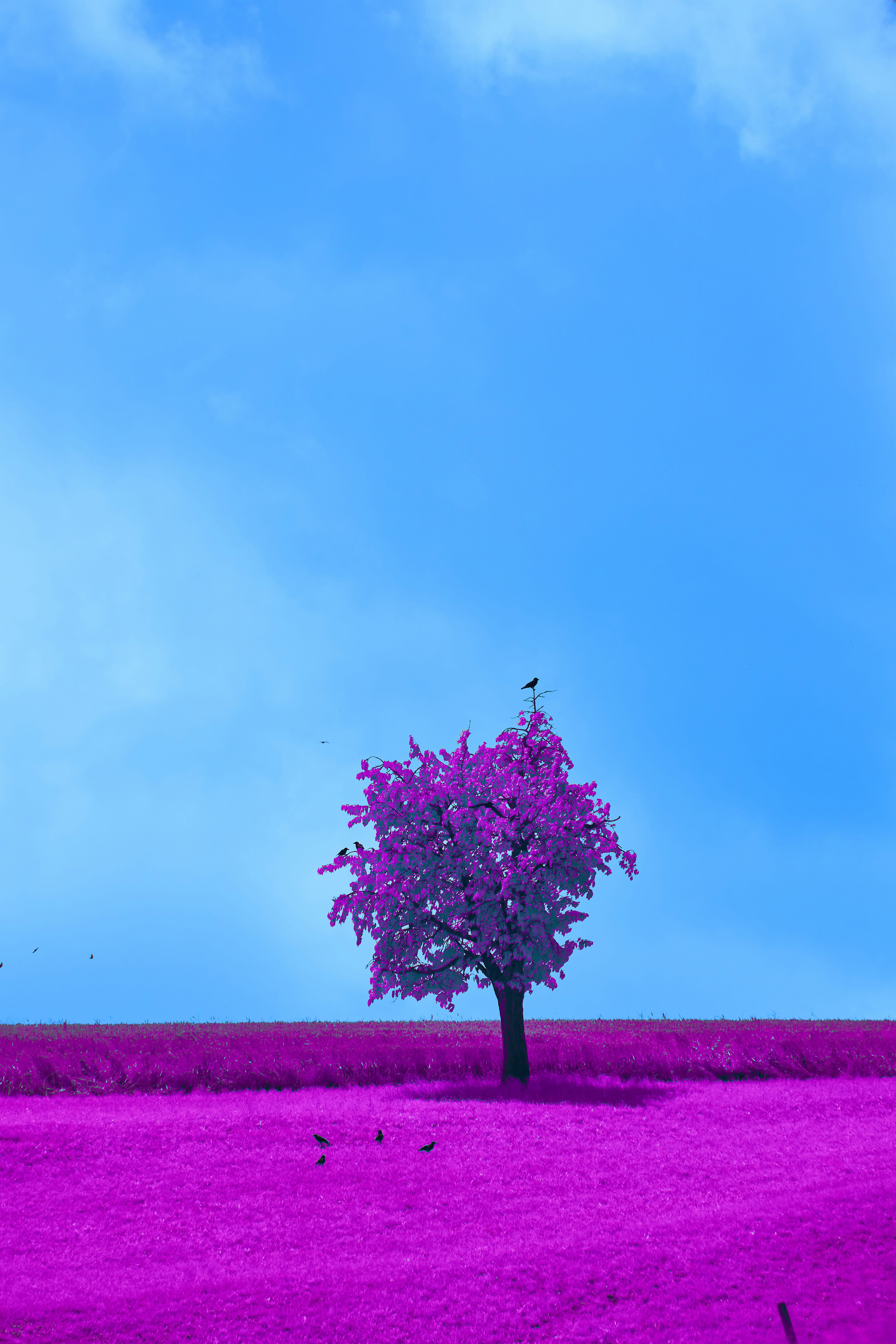 Photo by wolfgang_hasselmann