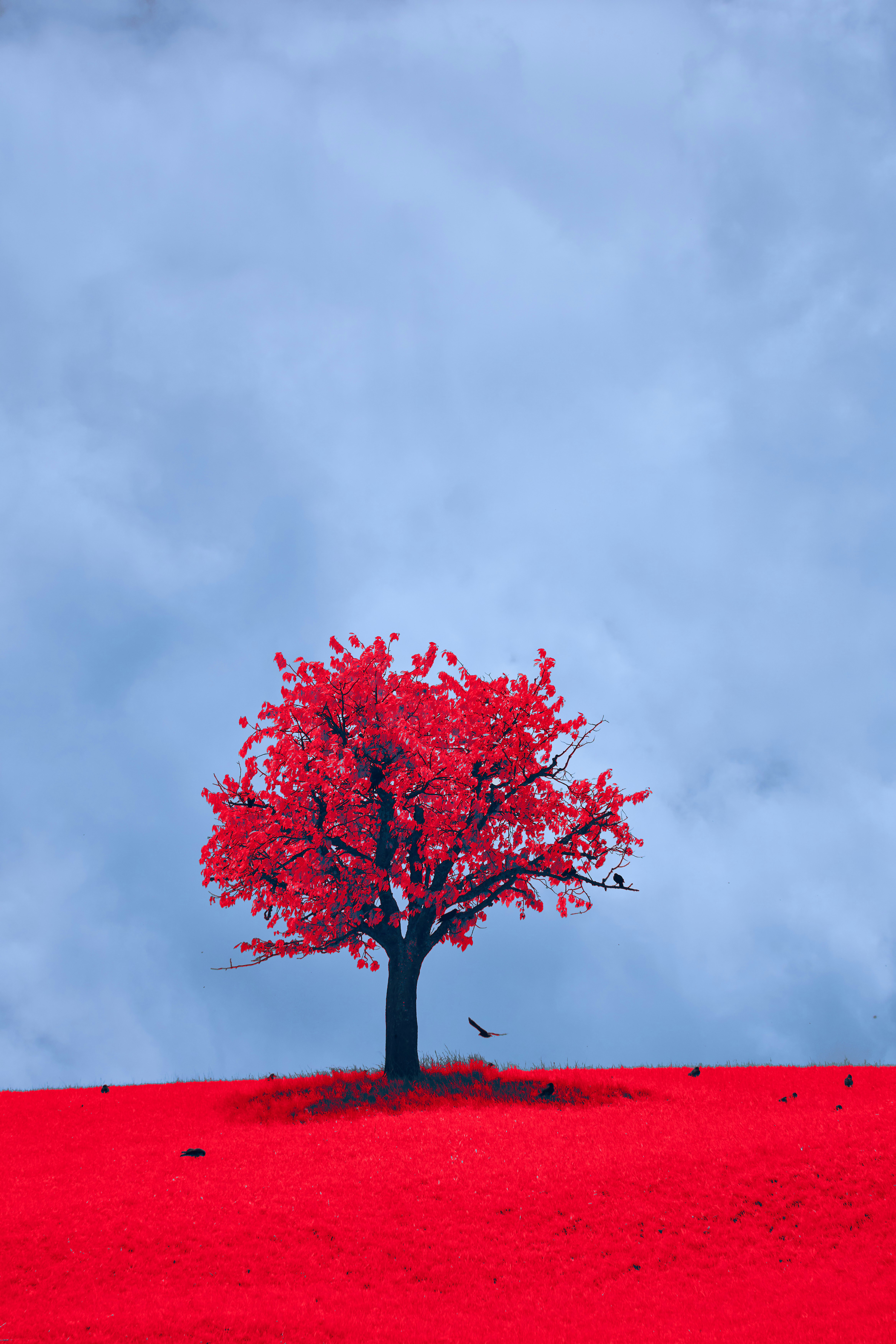 Photo by wolfgang_hasselmann