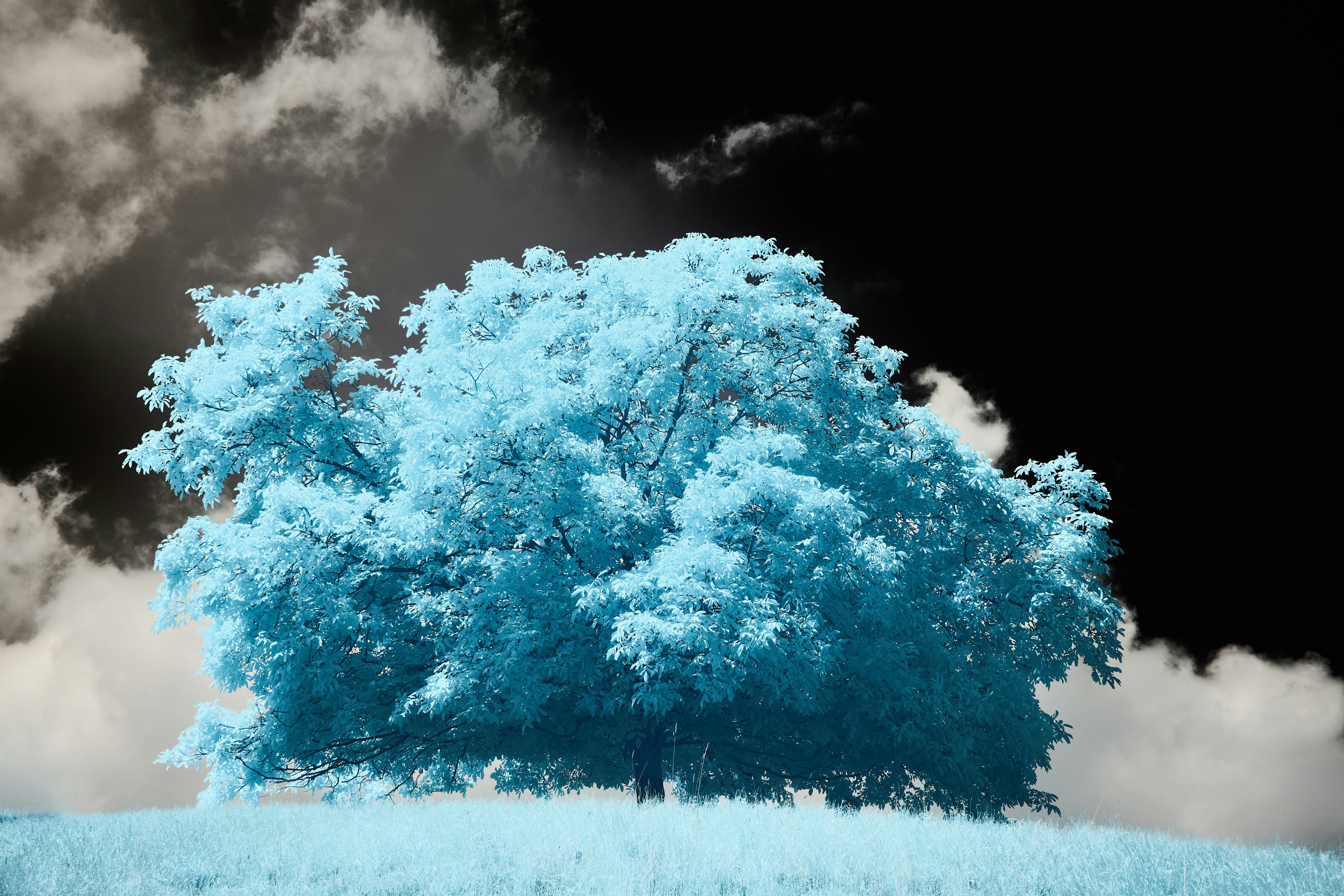 Photo by wolfgang_hasselmann