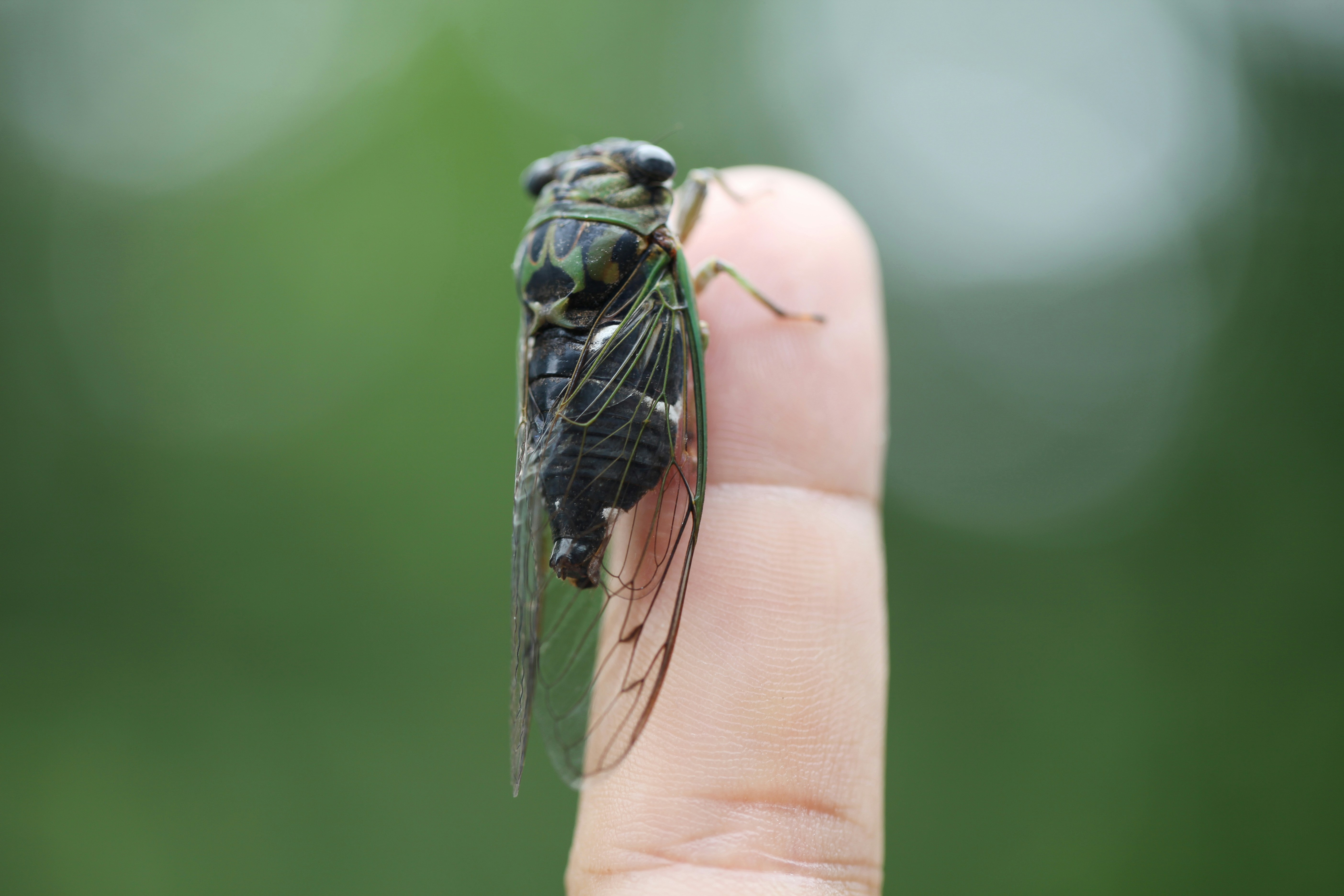 A close up of a person holding a small insect