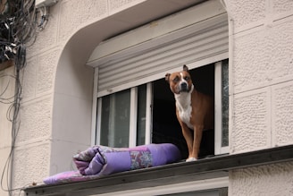 A dog standing on a window sill looking out