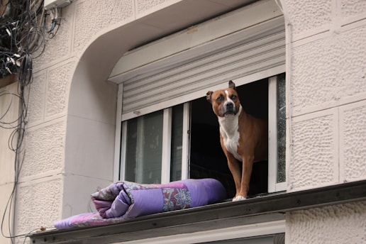 A dog standing on a window sill looking out