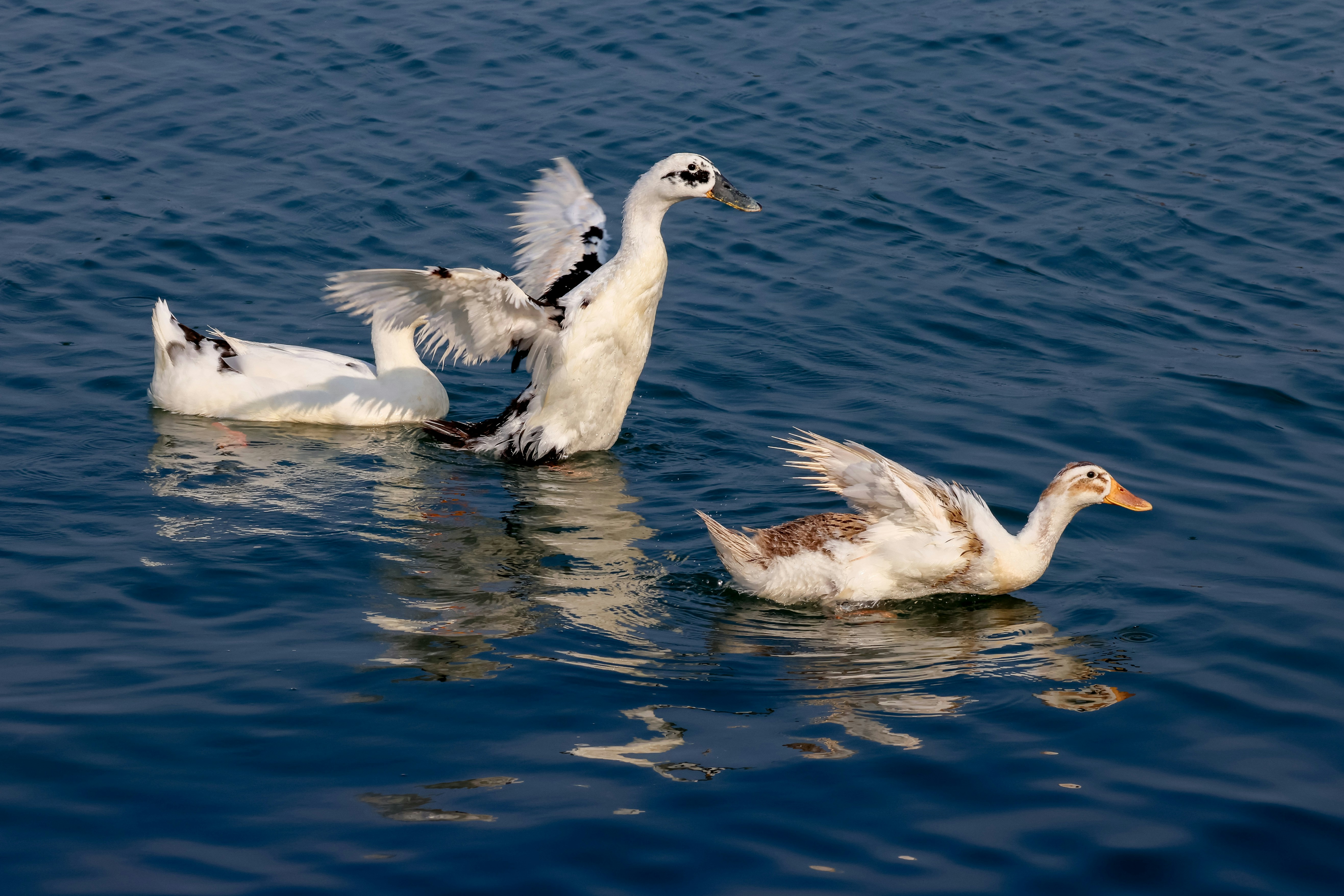 Photo by dickenslin76