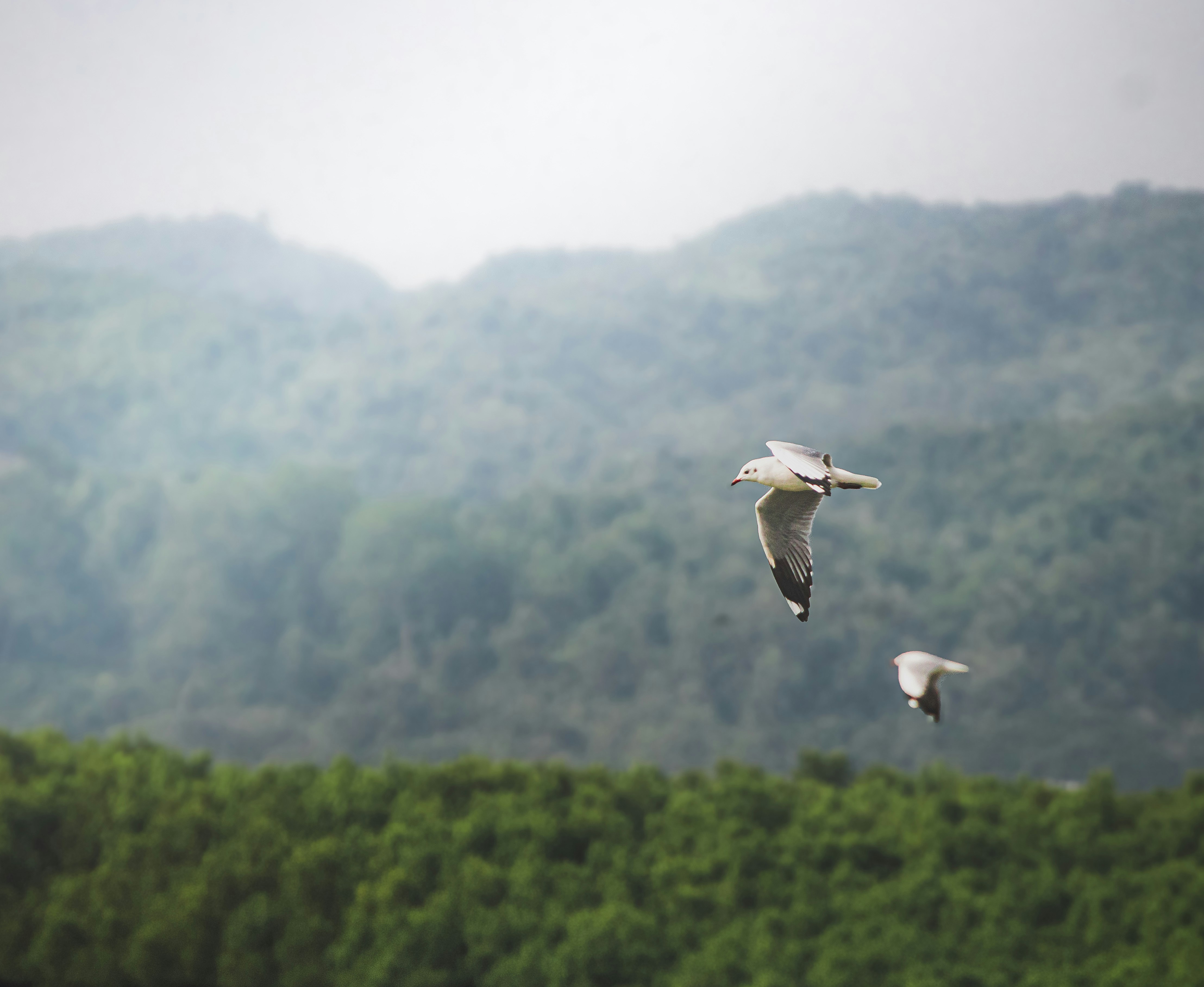 A flock of birds flying over a lush green forest photo – Free Animal ...