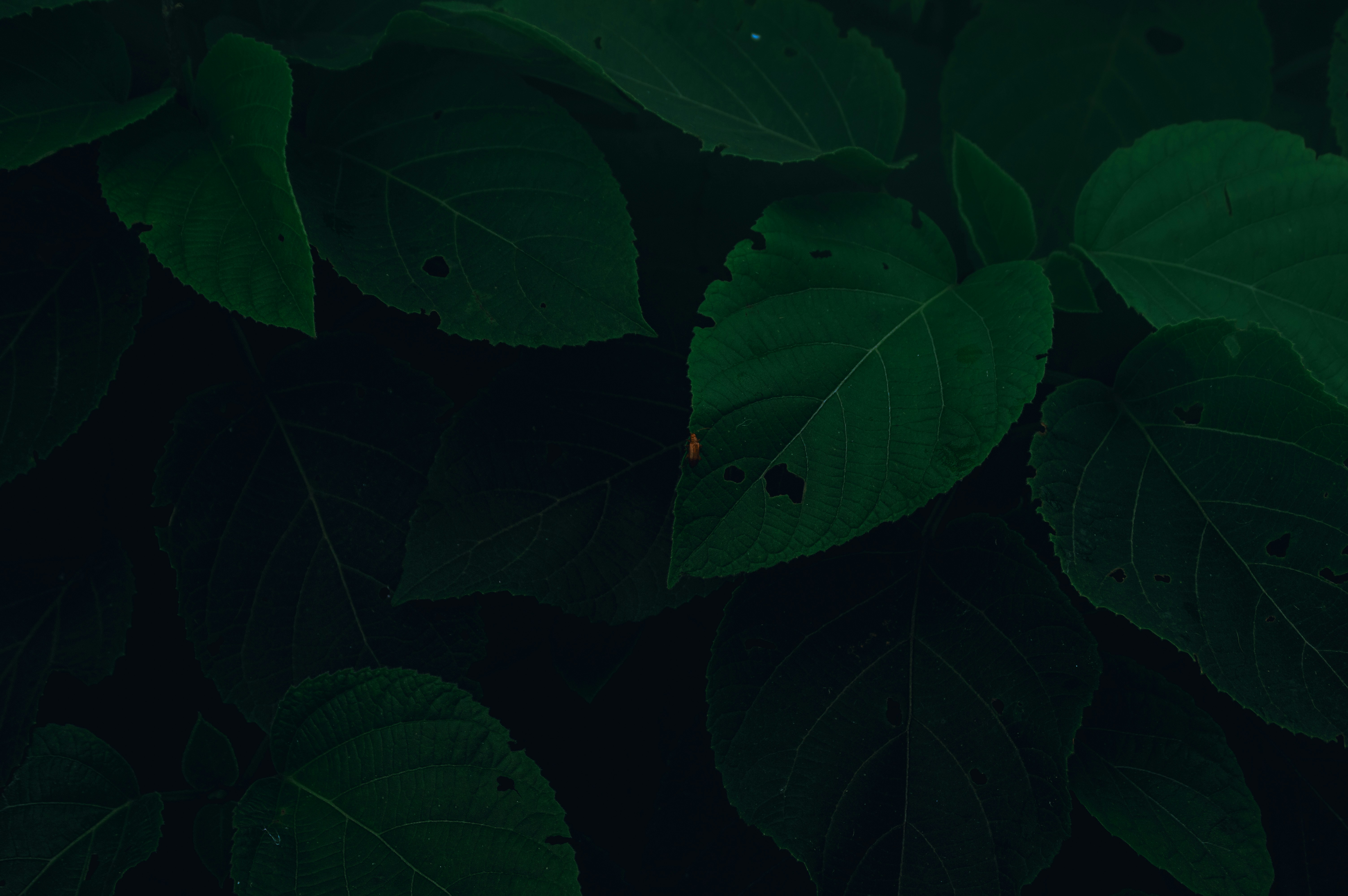 A close up of a green leafy plant