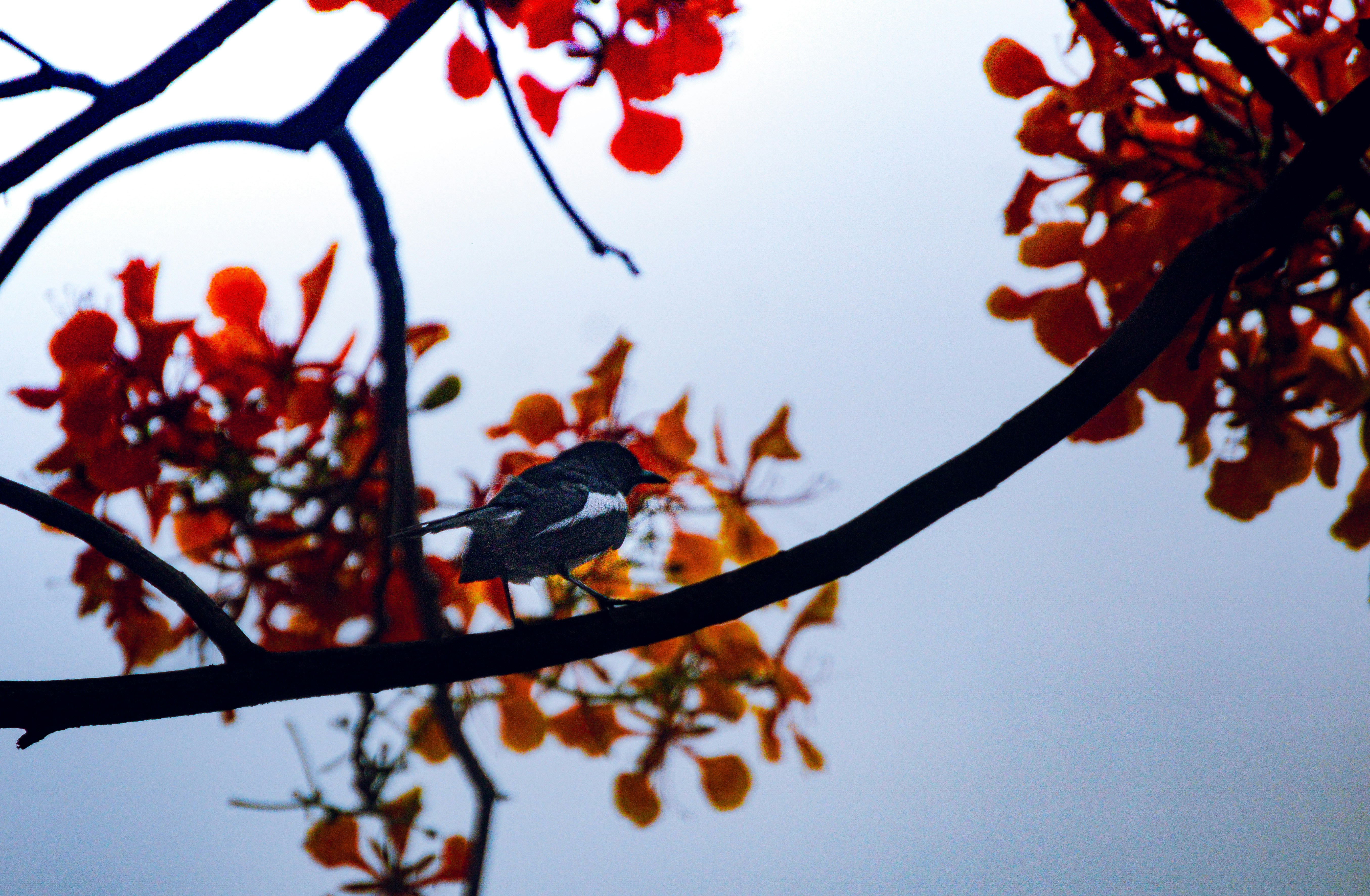 A bird sitting on a tree branch with red leaves photo – Free Leaf Image ...