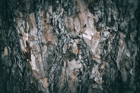 The bark of a tree is brown and black