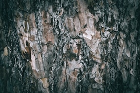 The bark of a tree is brown and black