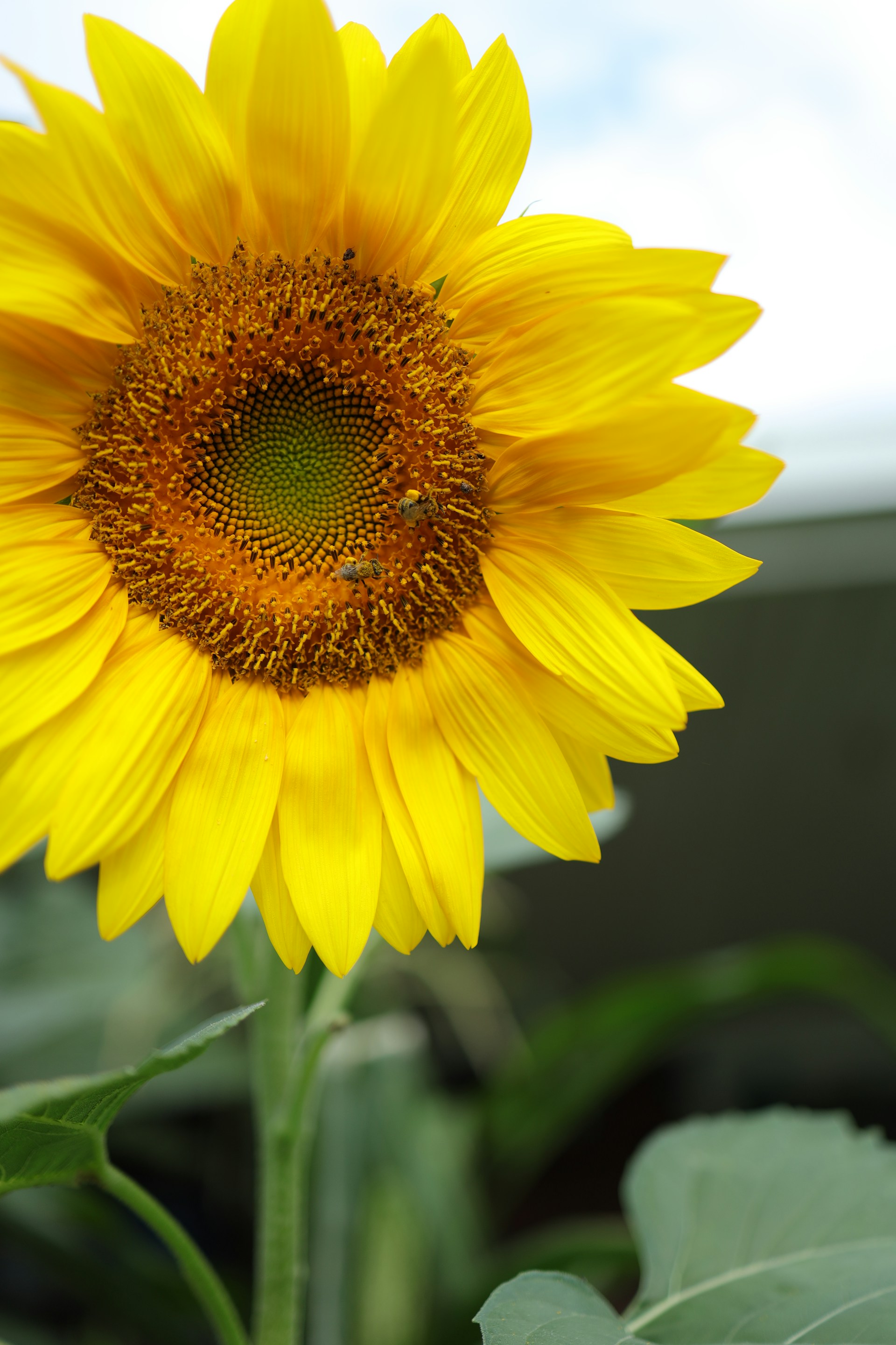 A large yellow sunflower in a garden