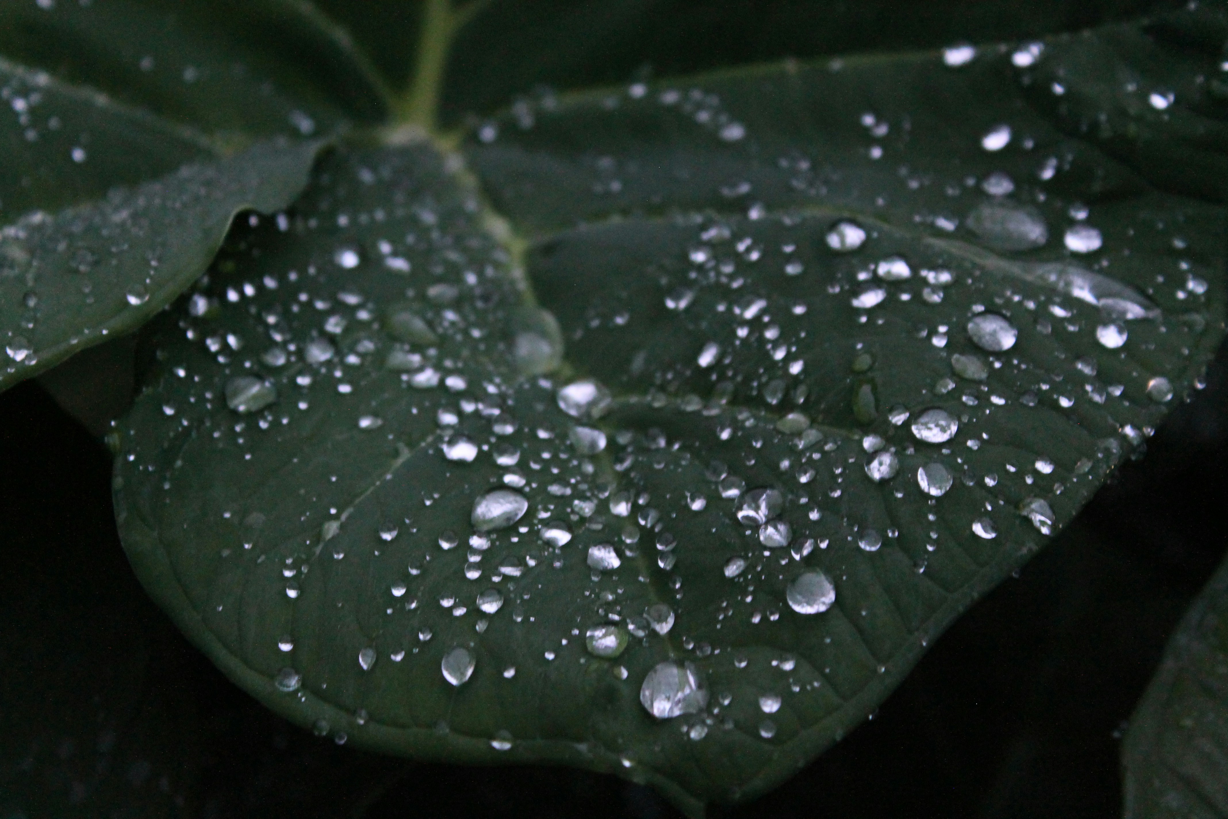 Photo by aaryen_kalia