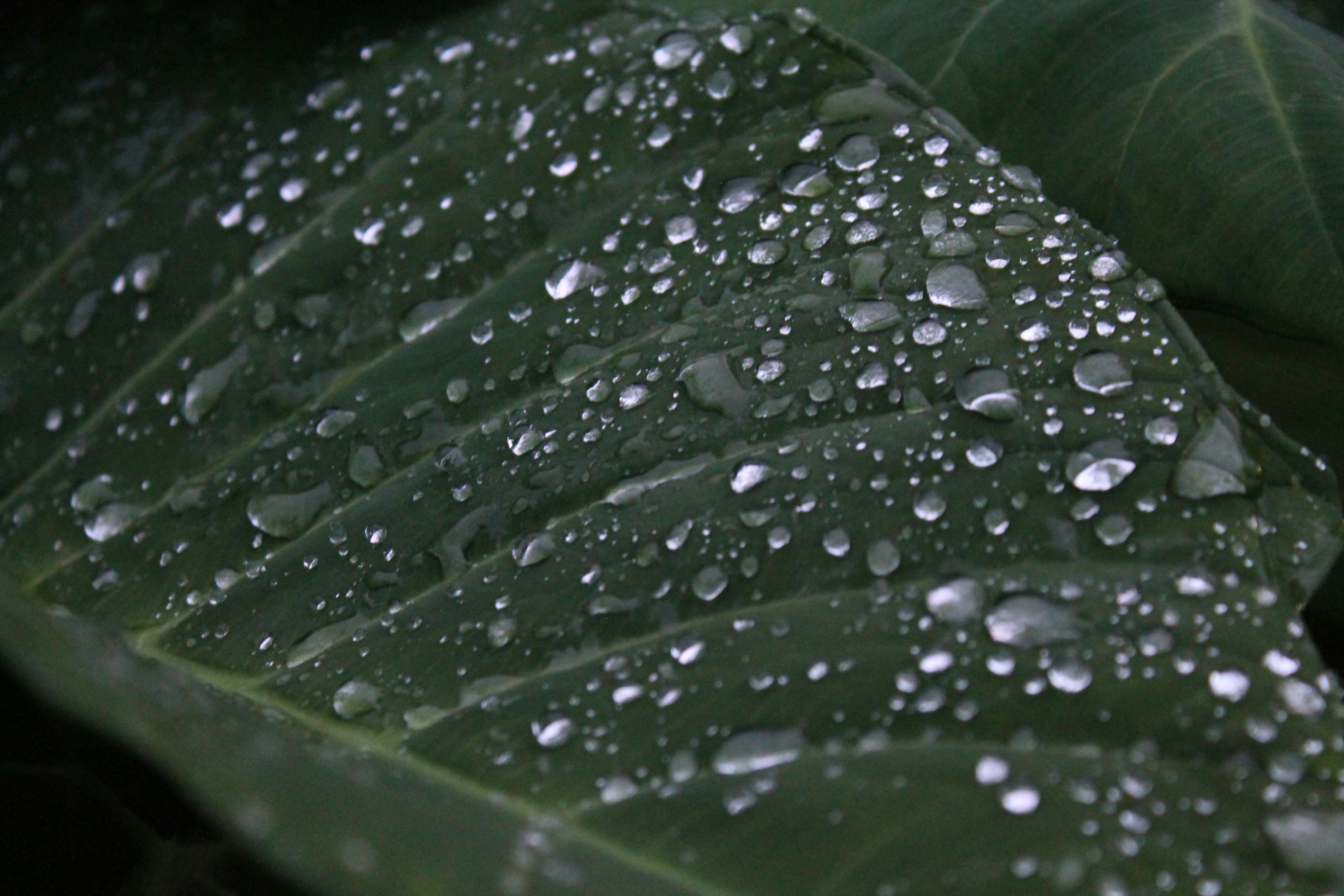 Photo by aaryen_kalia