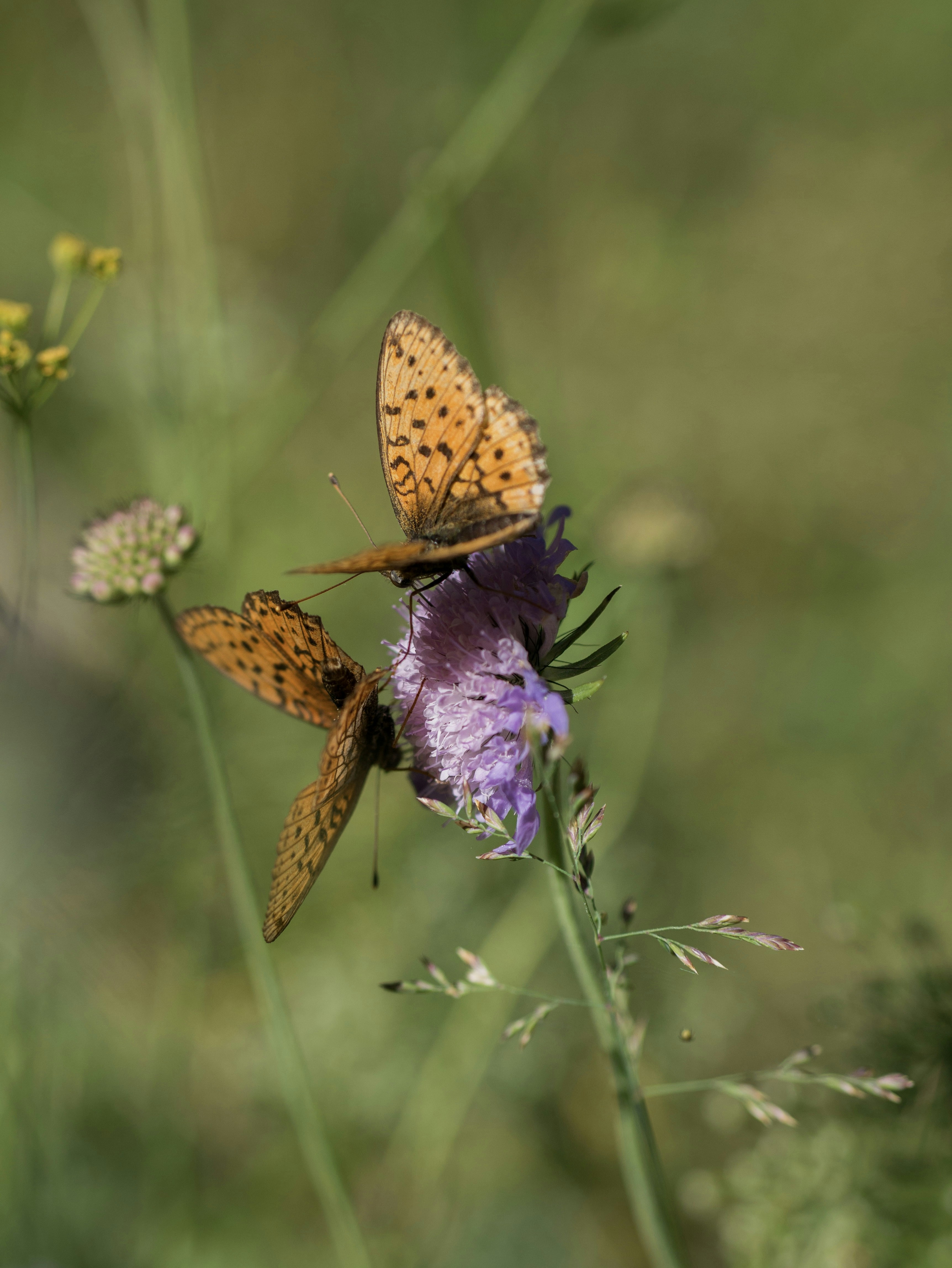 Two butterflies sitting on top of a purple flower