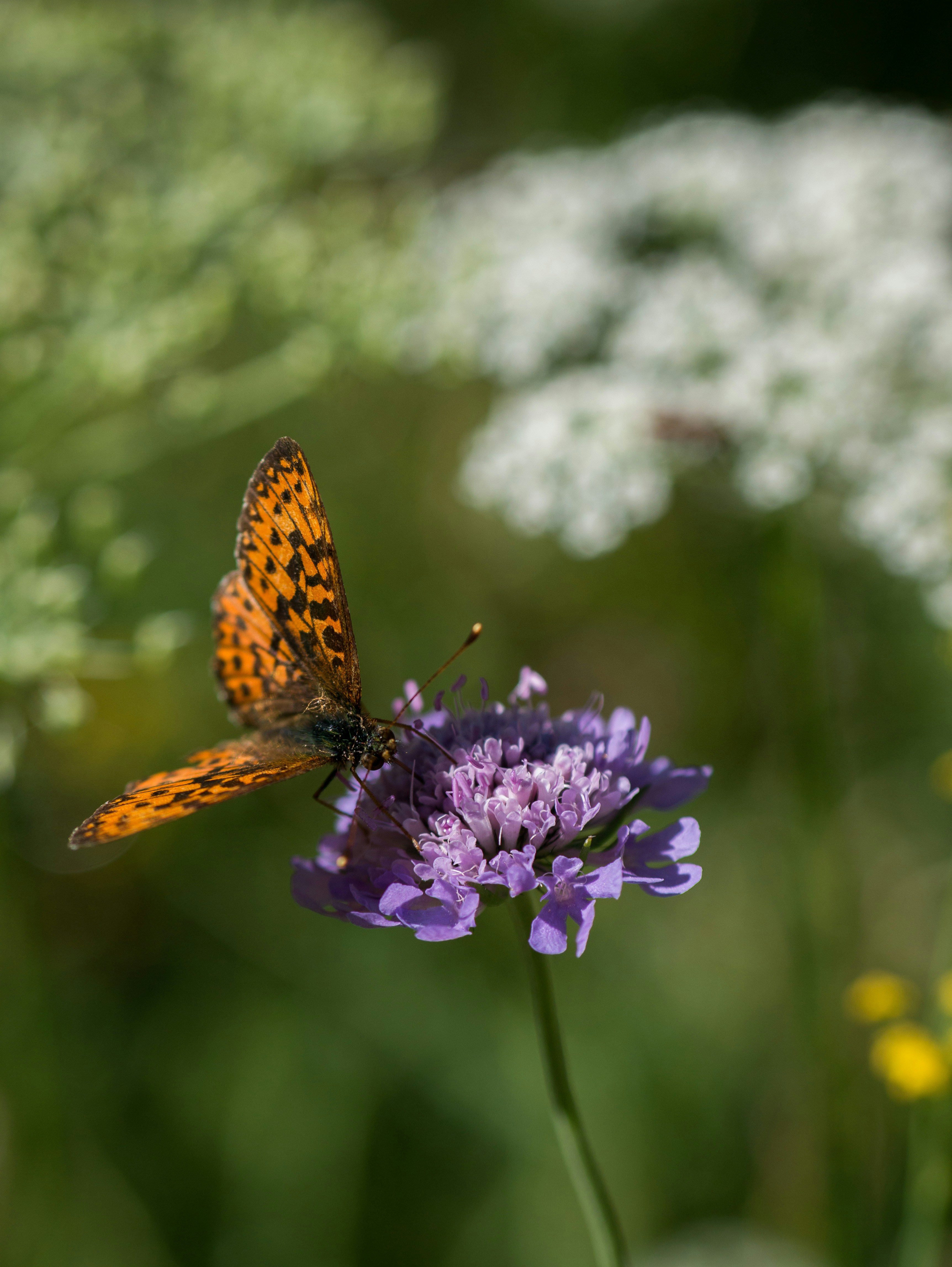 A small orange butterfly sitting on a purple flower