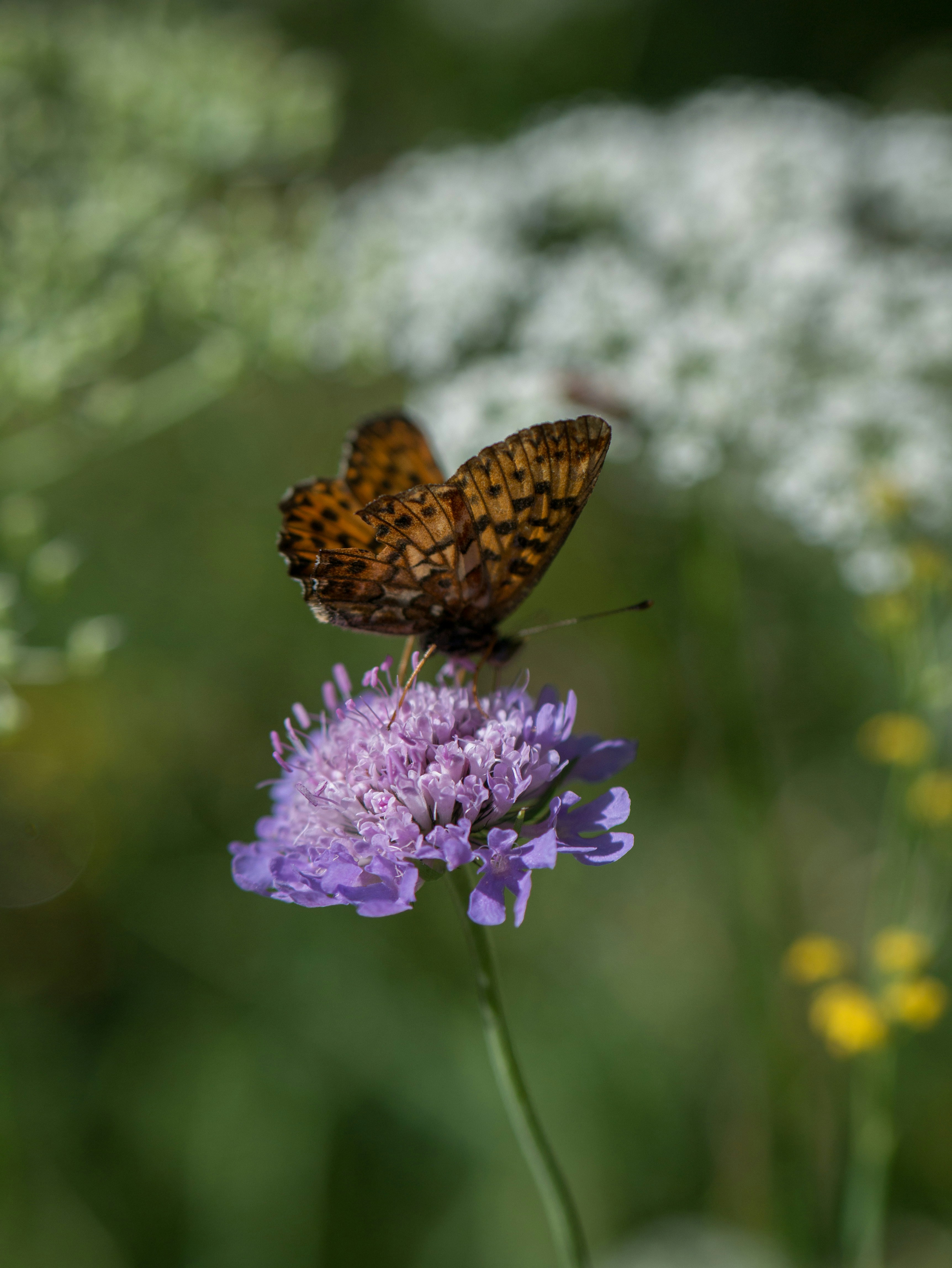 A butterfly sitting on top of a purple flower
