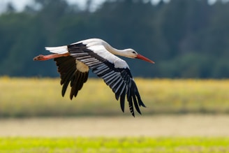 A large bird flying over a lush green field
