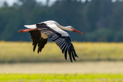 A large bird flying over a lush green field