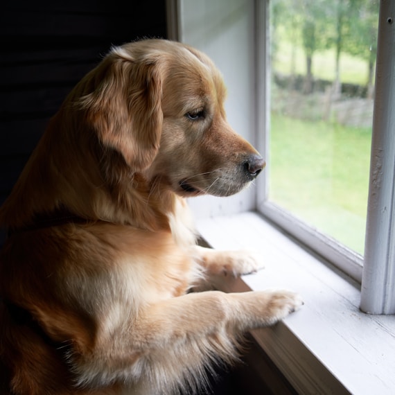 A dog sitting on a window sill looking out the window