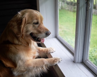 A dog sitting on a window sill looking out the window