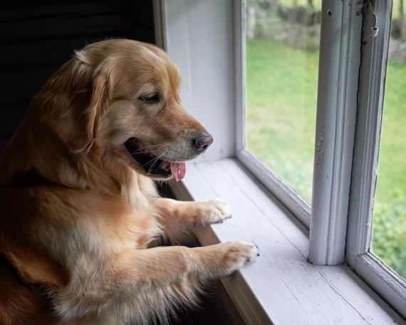 A dog sitting on a window sill looking out the window