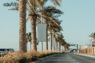 A street lined with palm trees next to a building