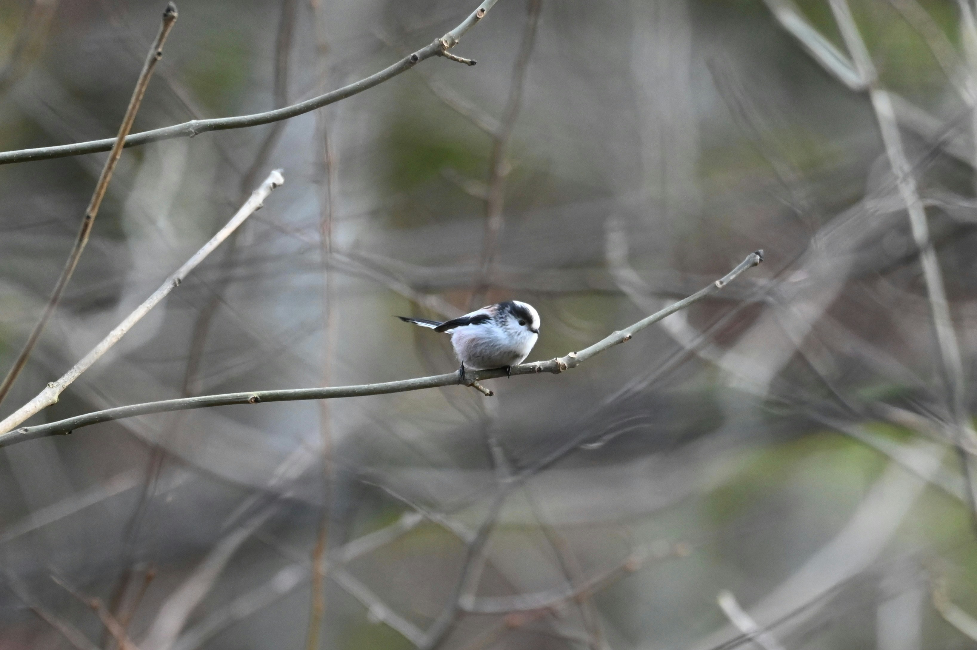 Photo by jeandekindt