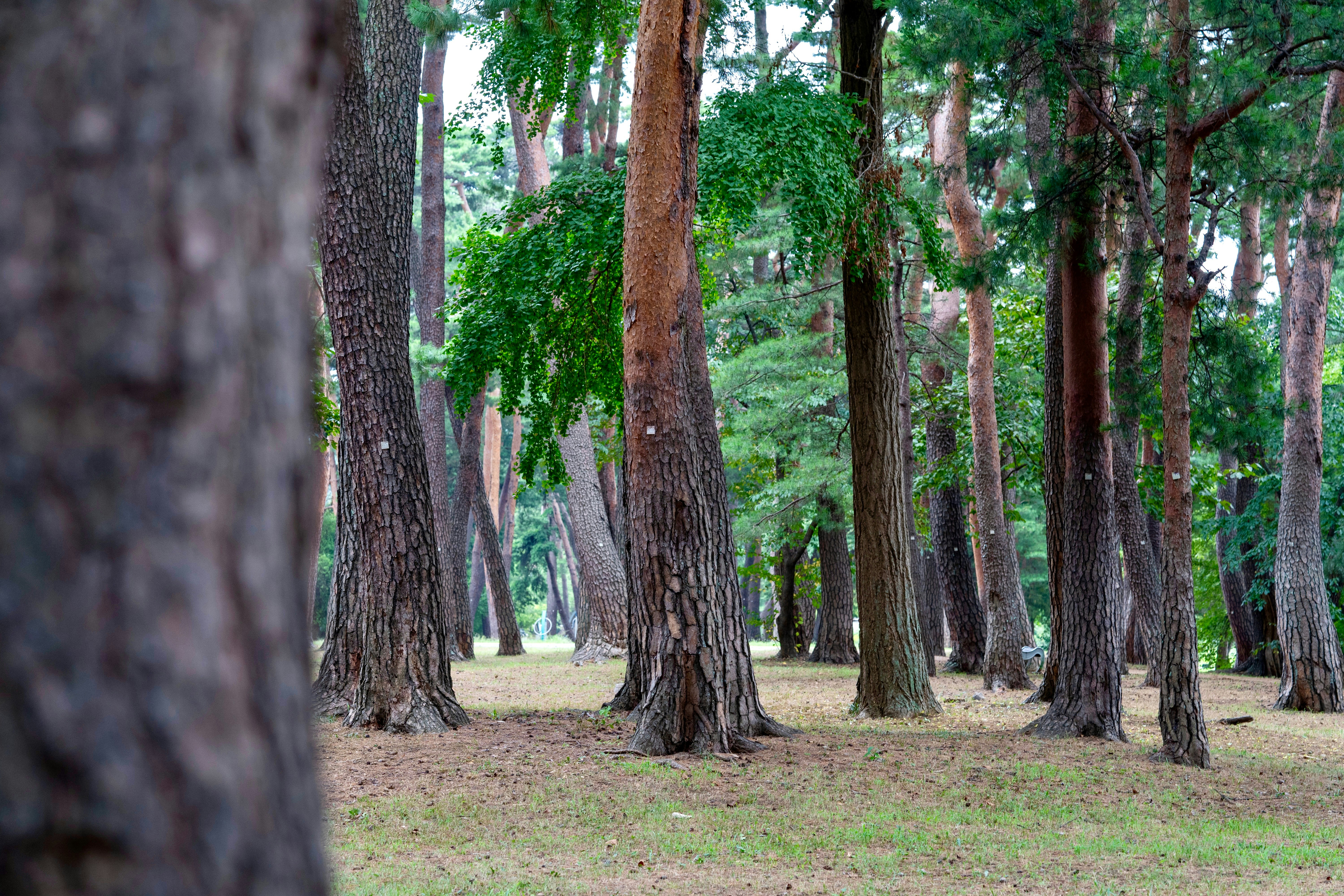A forest filled with lots of tall trees