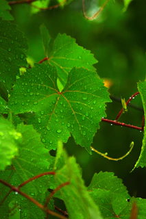 Green leaves with drops of water on them