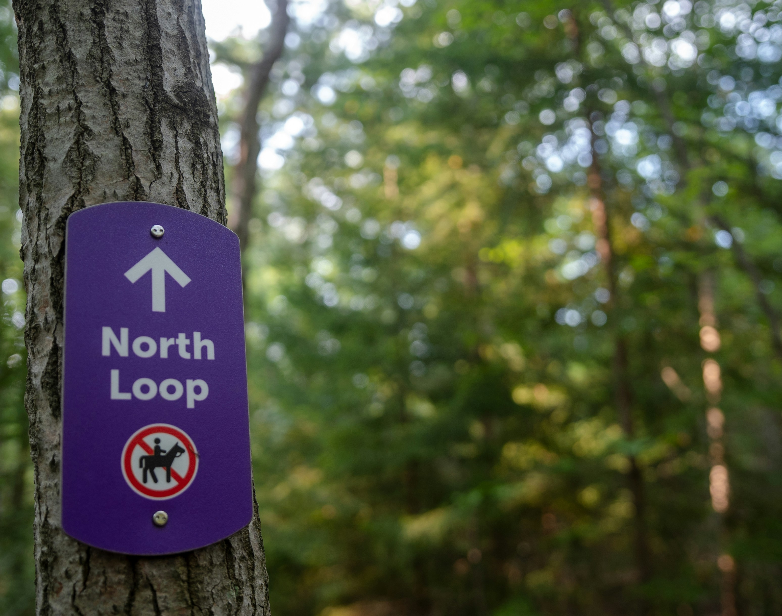 A purple sign on a tree in the woods