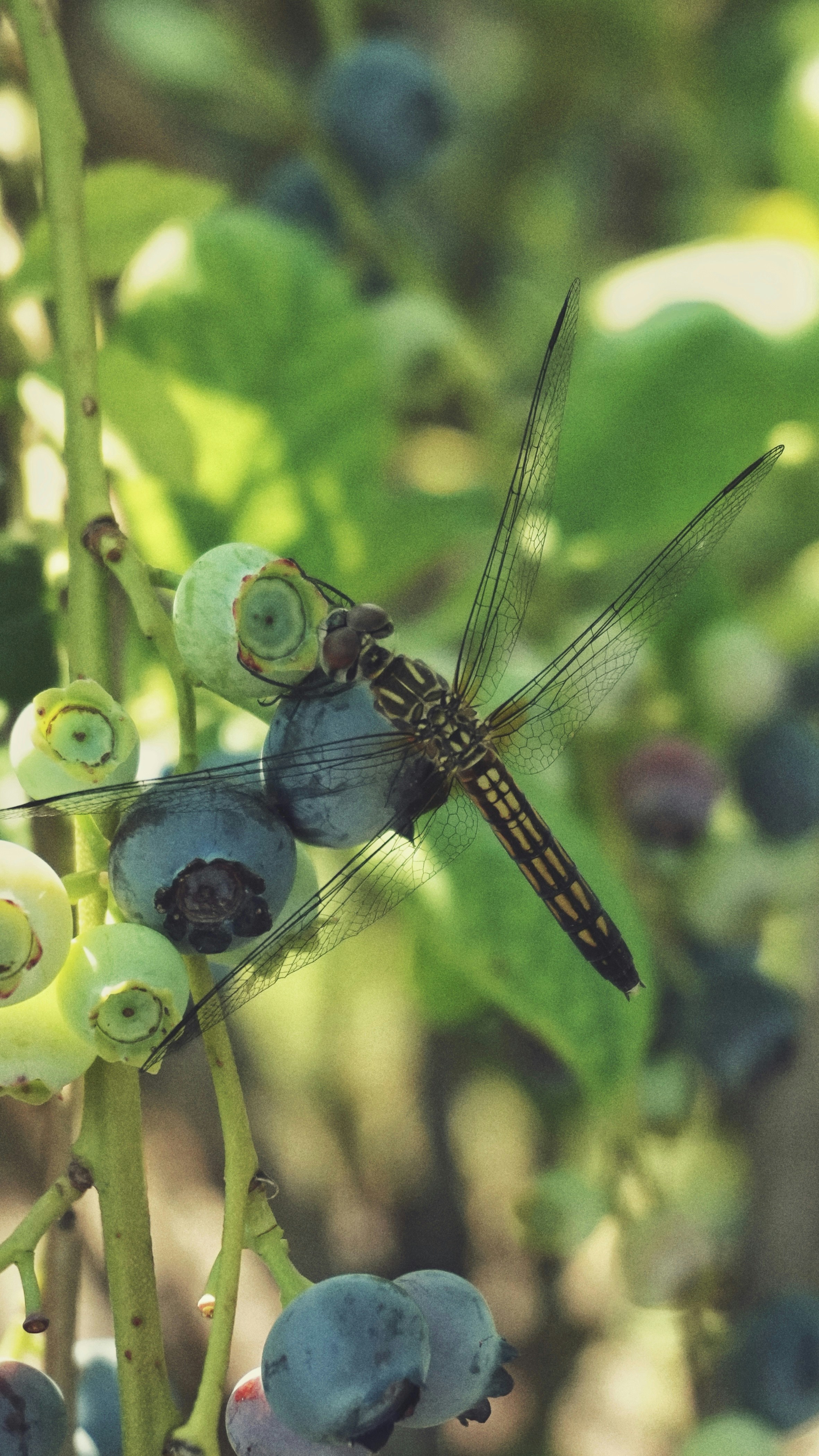 A dragonfly sitting on top of a blueberry plant