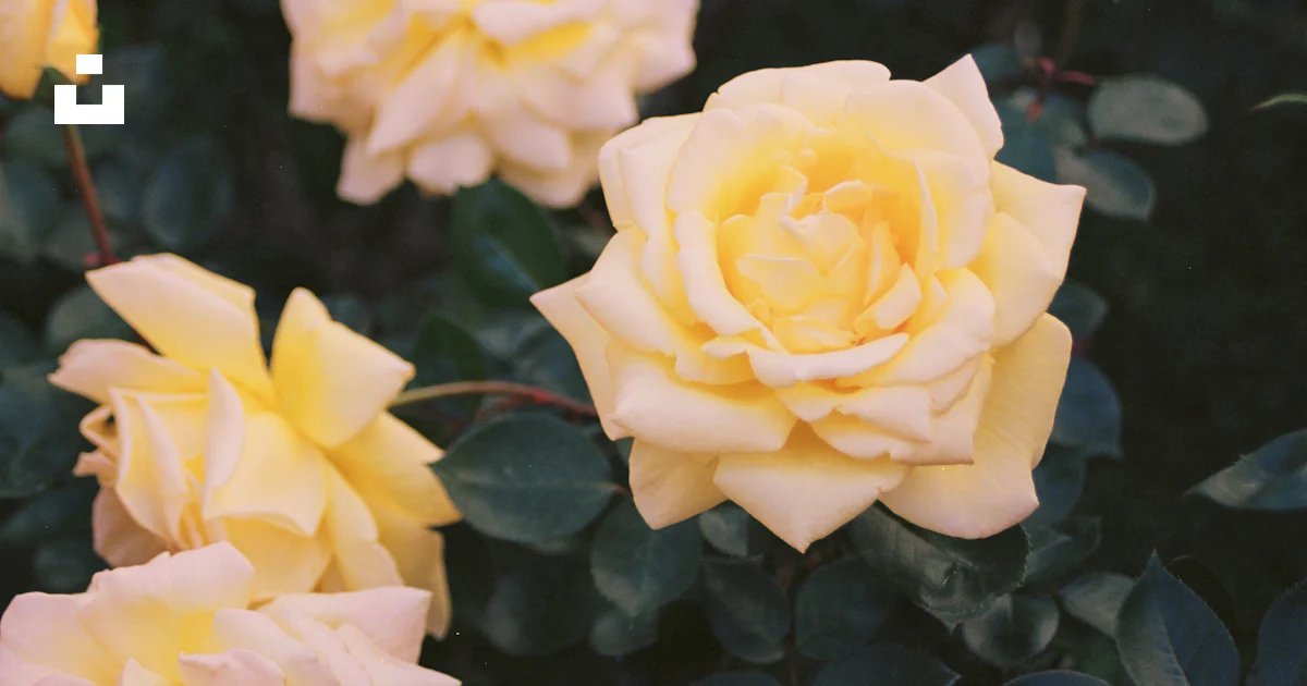 A group of yellow roses growing in a garden photo – Free Flower Image ...
