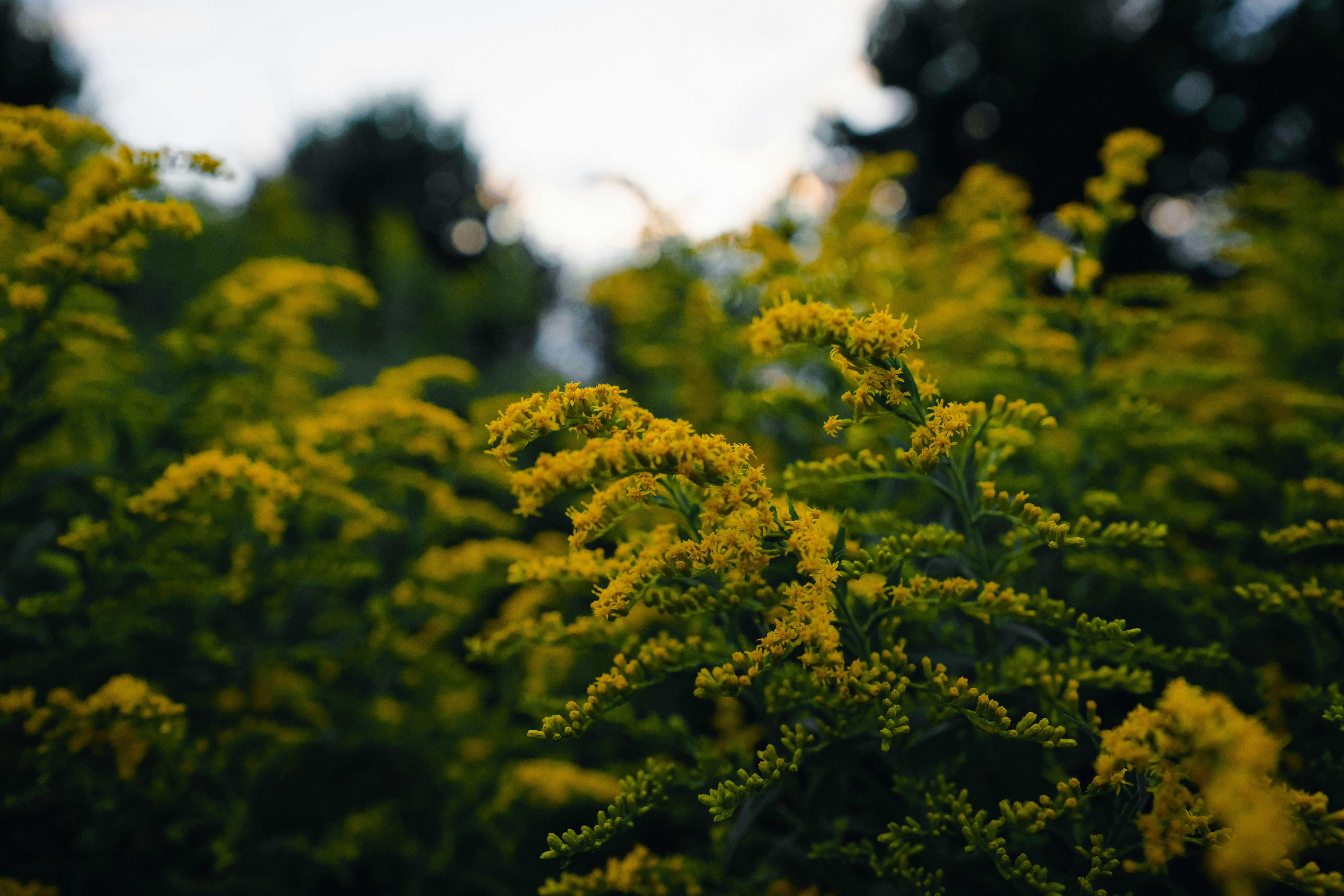 A field of yellow flowers with trees in the background
