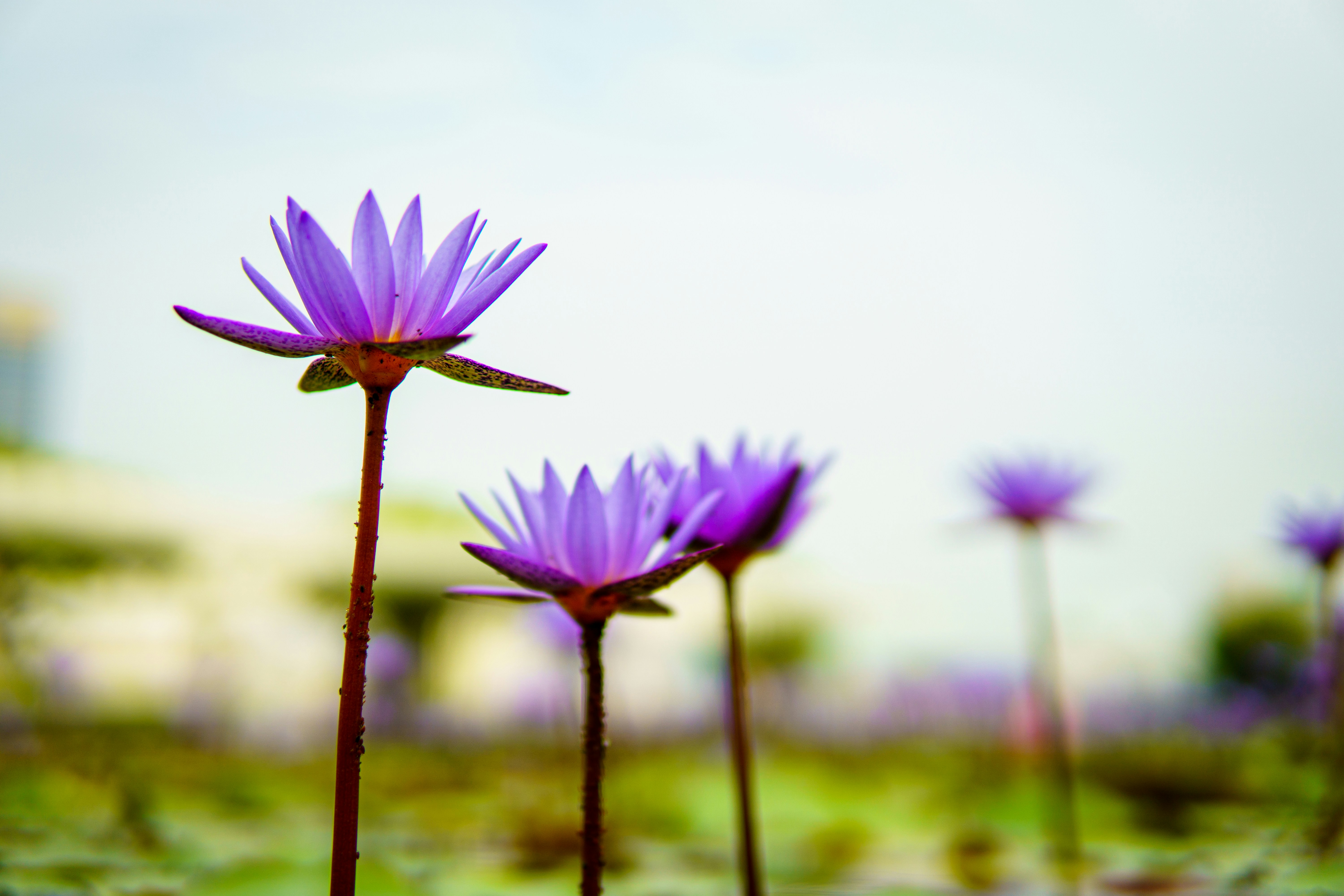 A group of purple flowers sitting on top of a lush green field