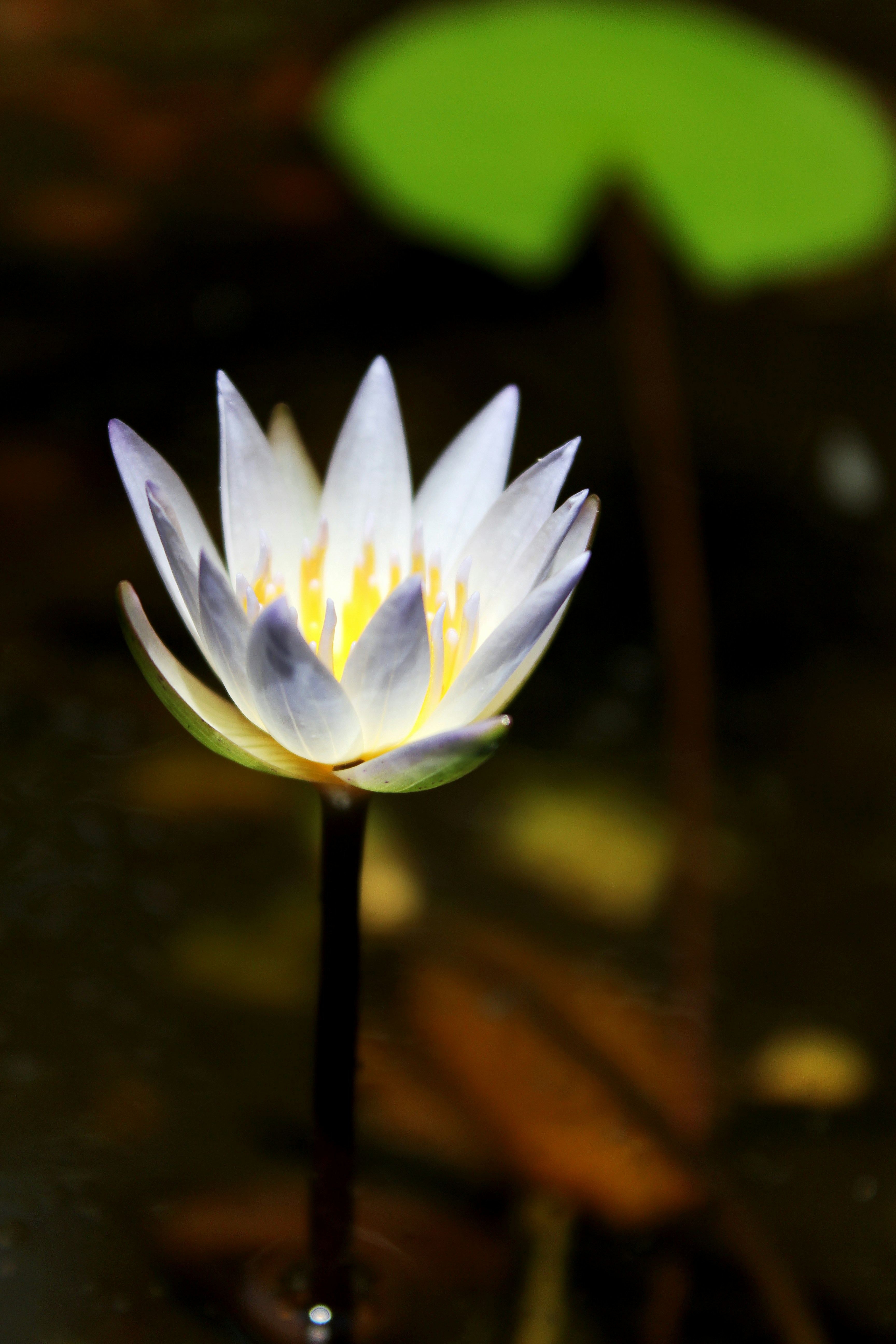 池の上に浮かぶ白い睡蓮