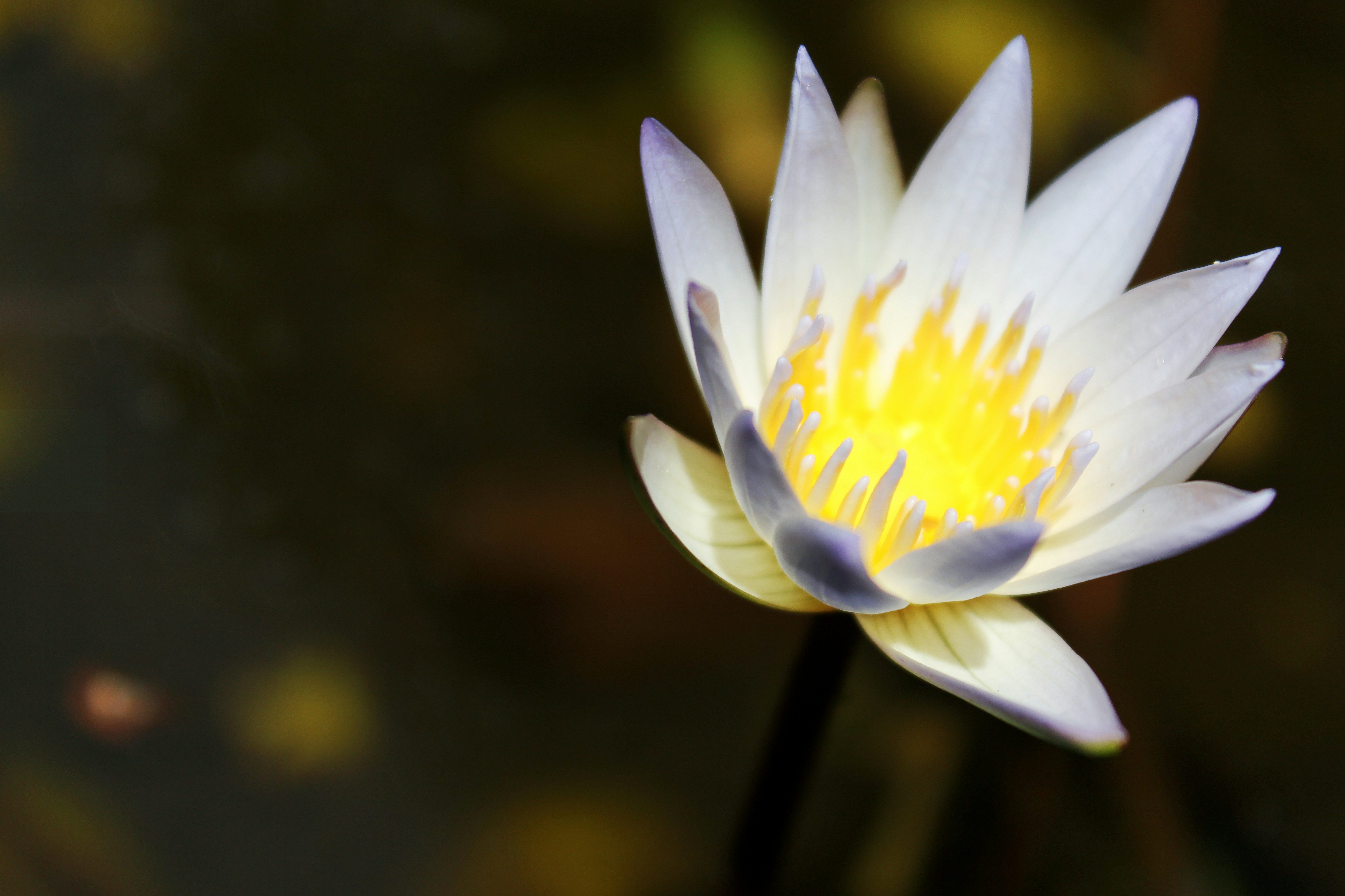 A white water lily in a pond of water