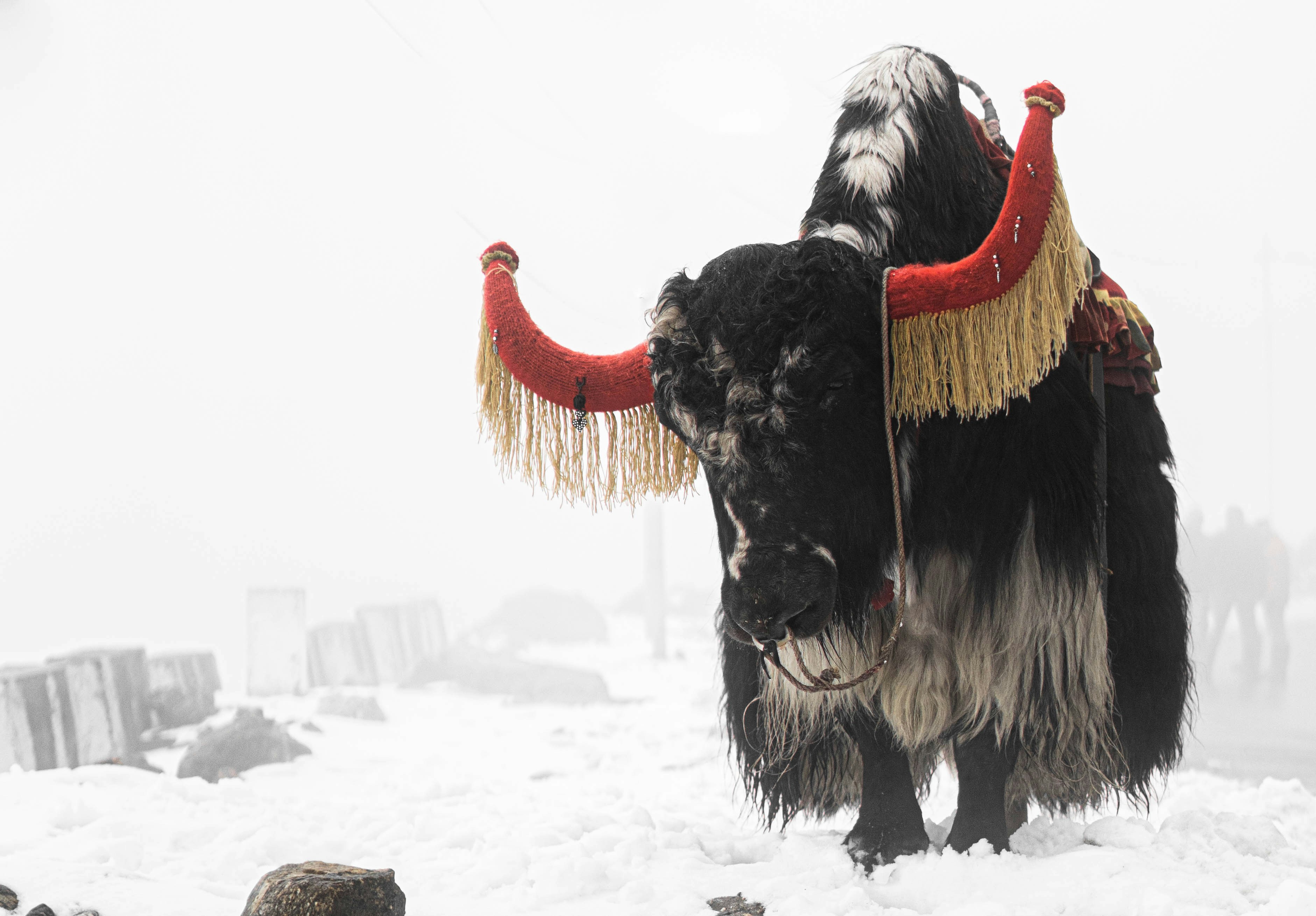 Yak
